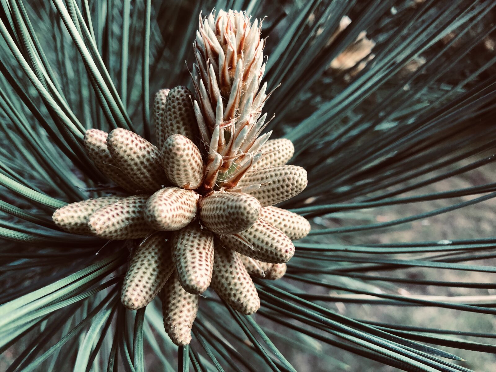 iPhone 8 back camera 3.99mm f/1.8 sample photo. Pine flower, tree, conifer photography