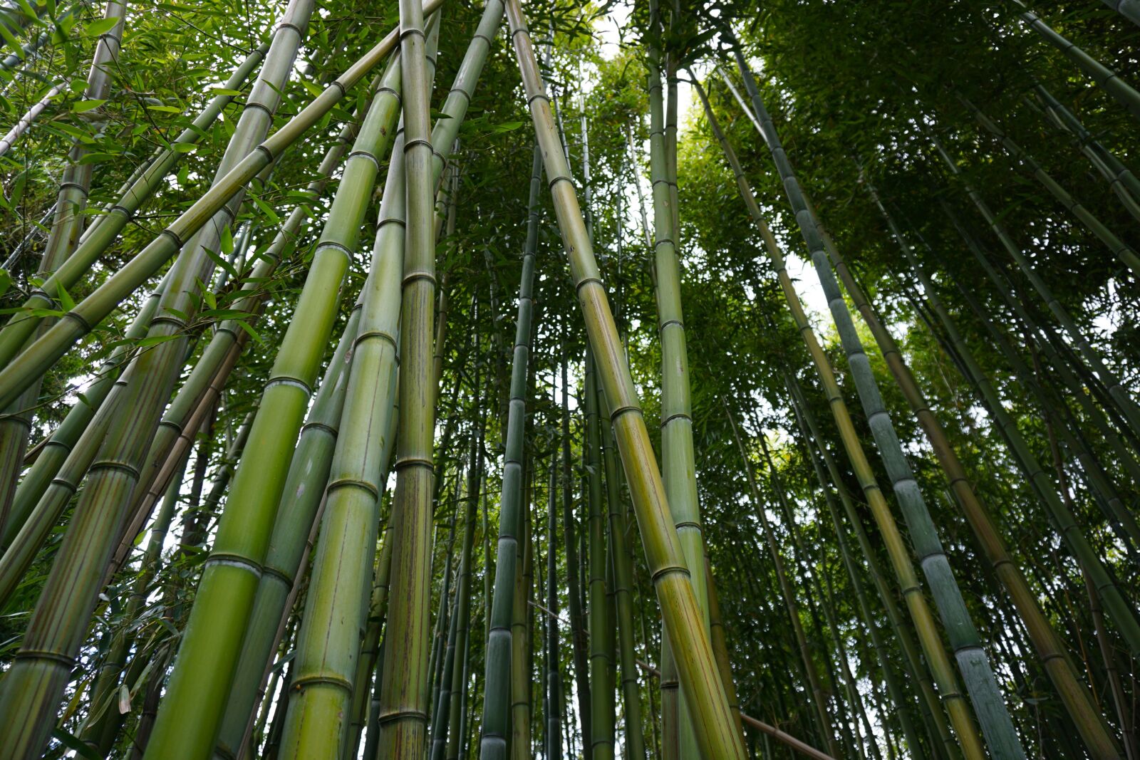 Sony a6000 sample photo. Bamboo, nature, green photography