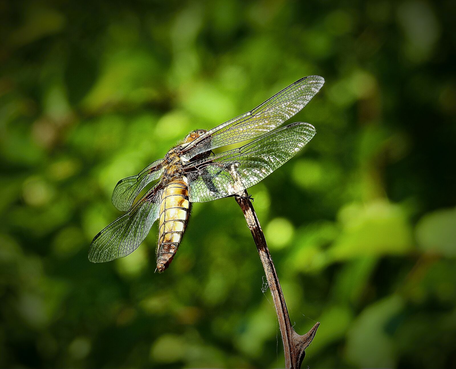 Nikon Coolpix P900 sample photo. Dragonflies, nature, insect photography