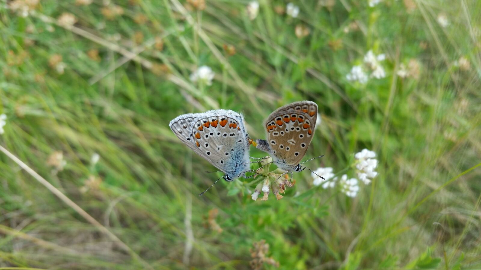 Samsung Galaxy S5 sample photo. Butterfly, butterflies, insect photography