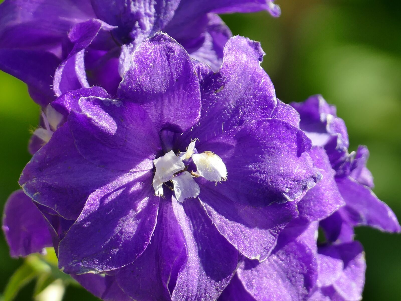 Panasonic Lumix DMC-FZ1000 sample photo. Blossom, bloom, purple photography