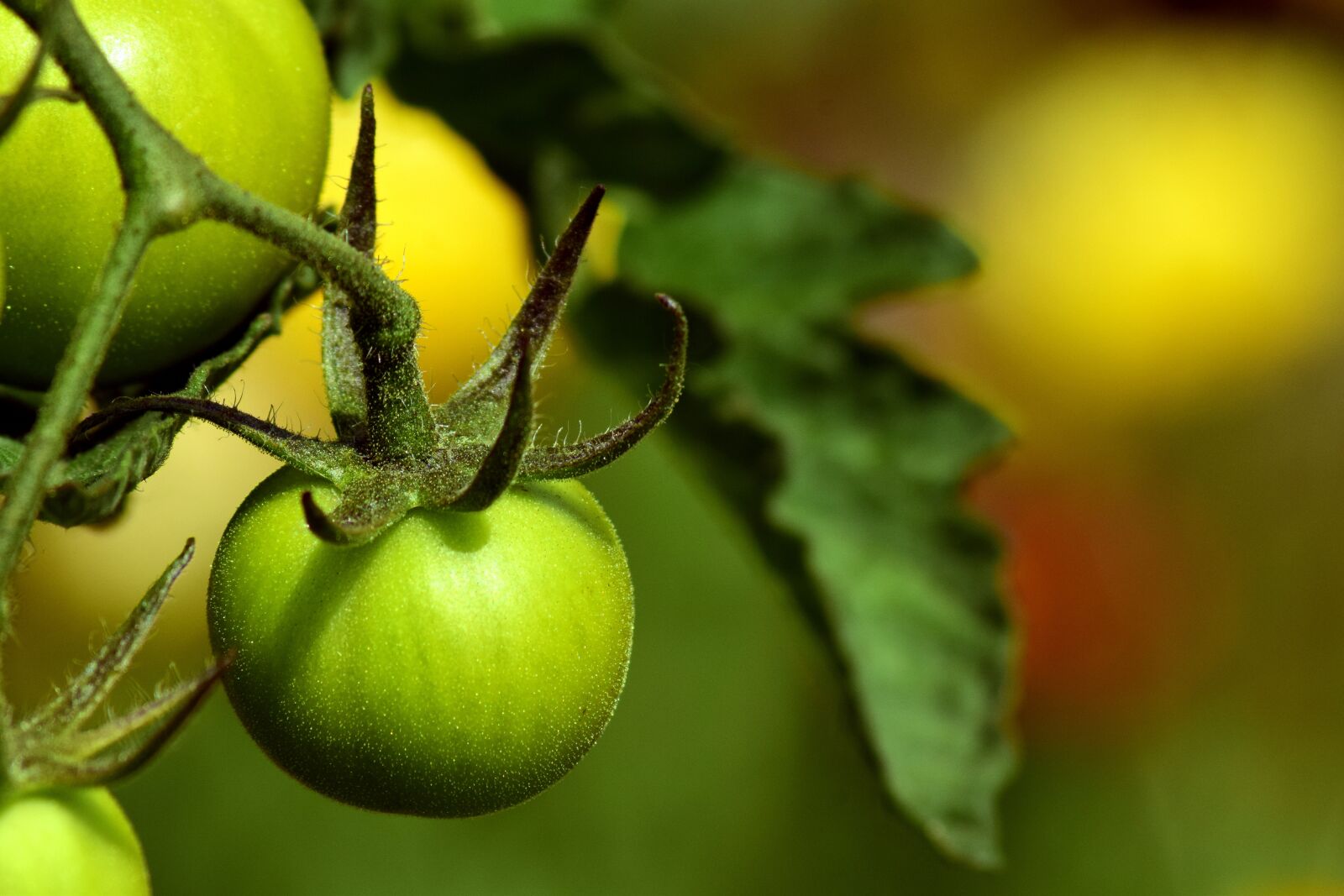 Nikon D3300 sample photo. Tomatoes, fried green tomatoes photography
