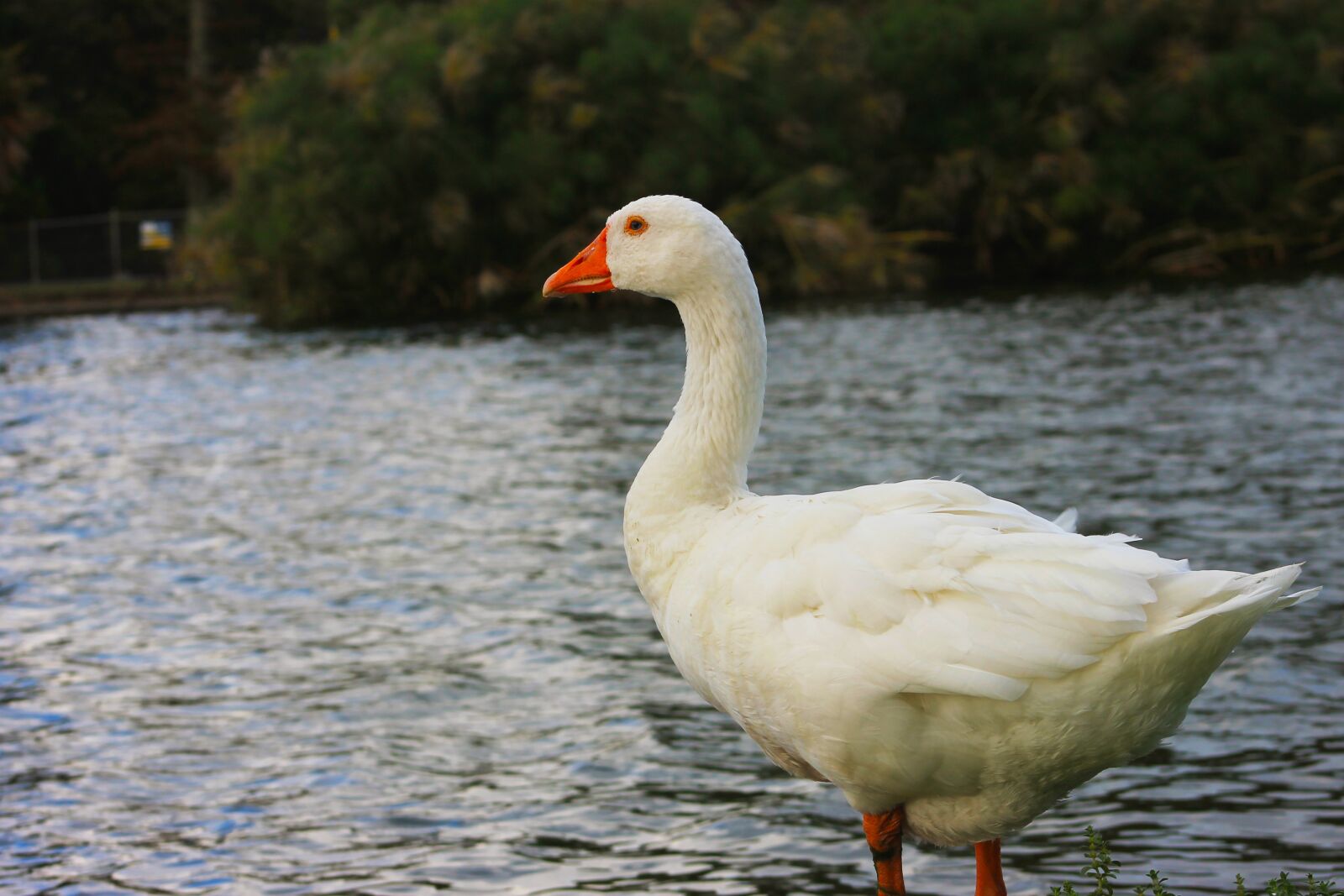 Canon EF75-300mm f/4-5.6 sample photo. Birds of new zealand photography