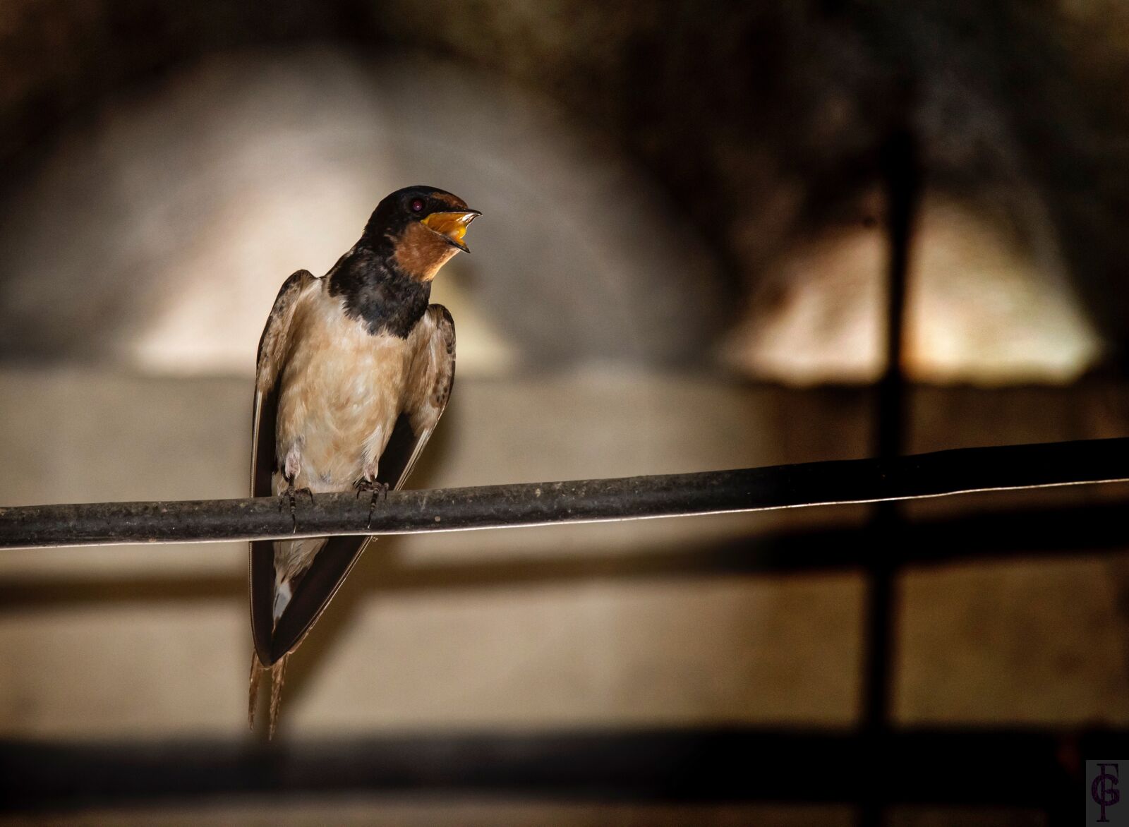 Nikon D810 sample photo. Spring, swallow, nature photography