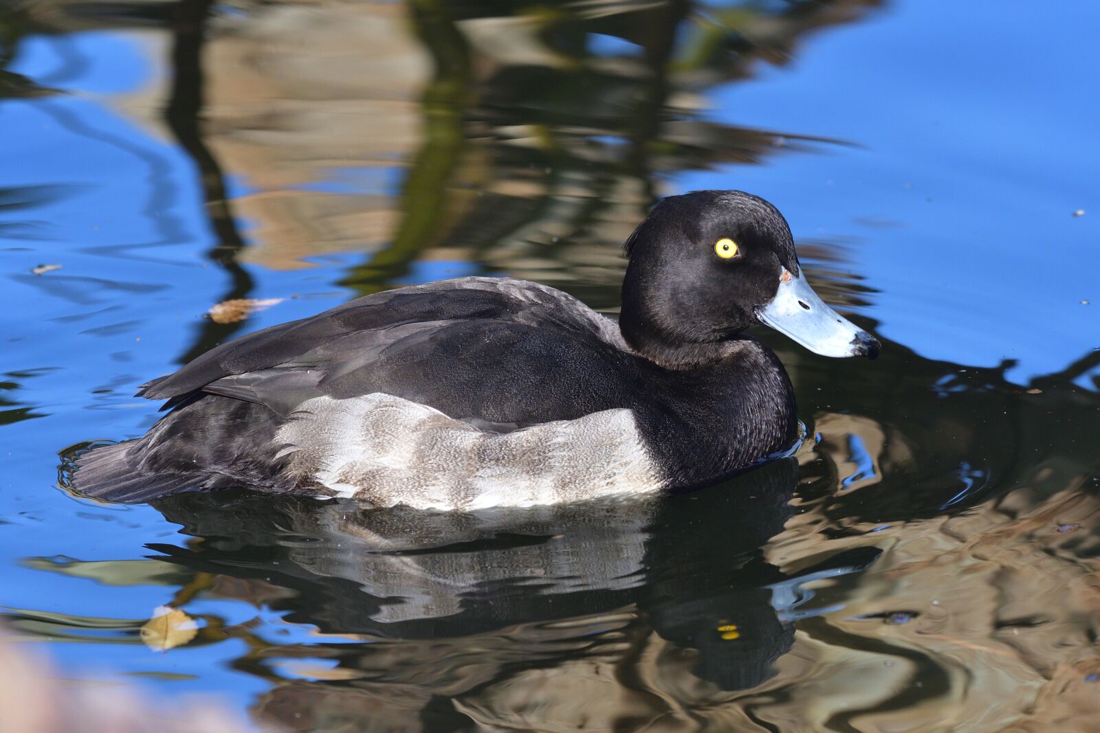 Nikon D500 sample photo. Bird, pond, waters photography