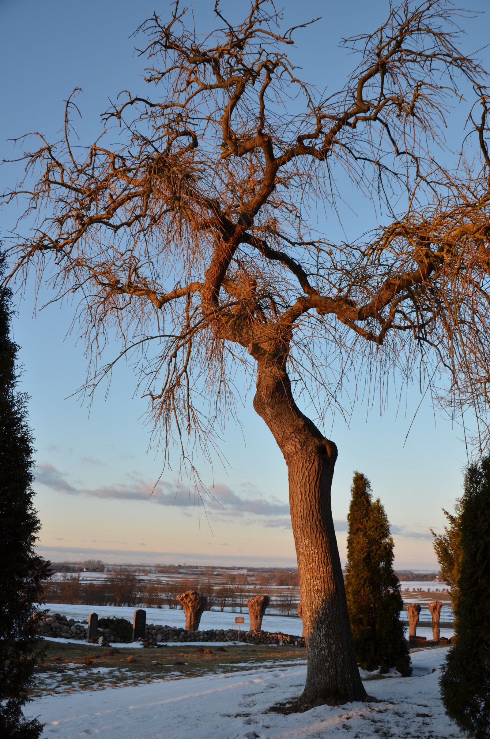Nikon D5100 sample photo. Tree, cemetery, evening sun photography