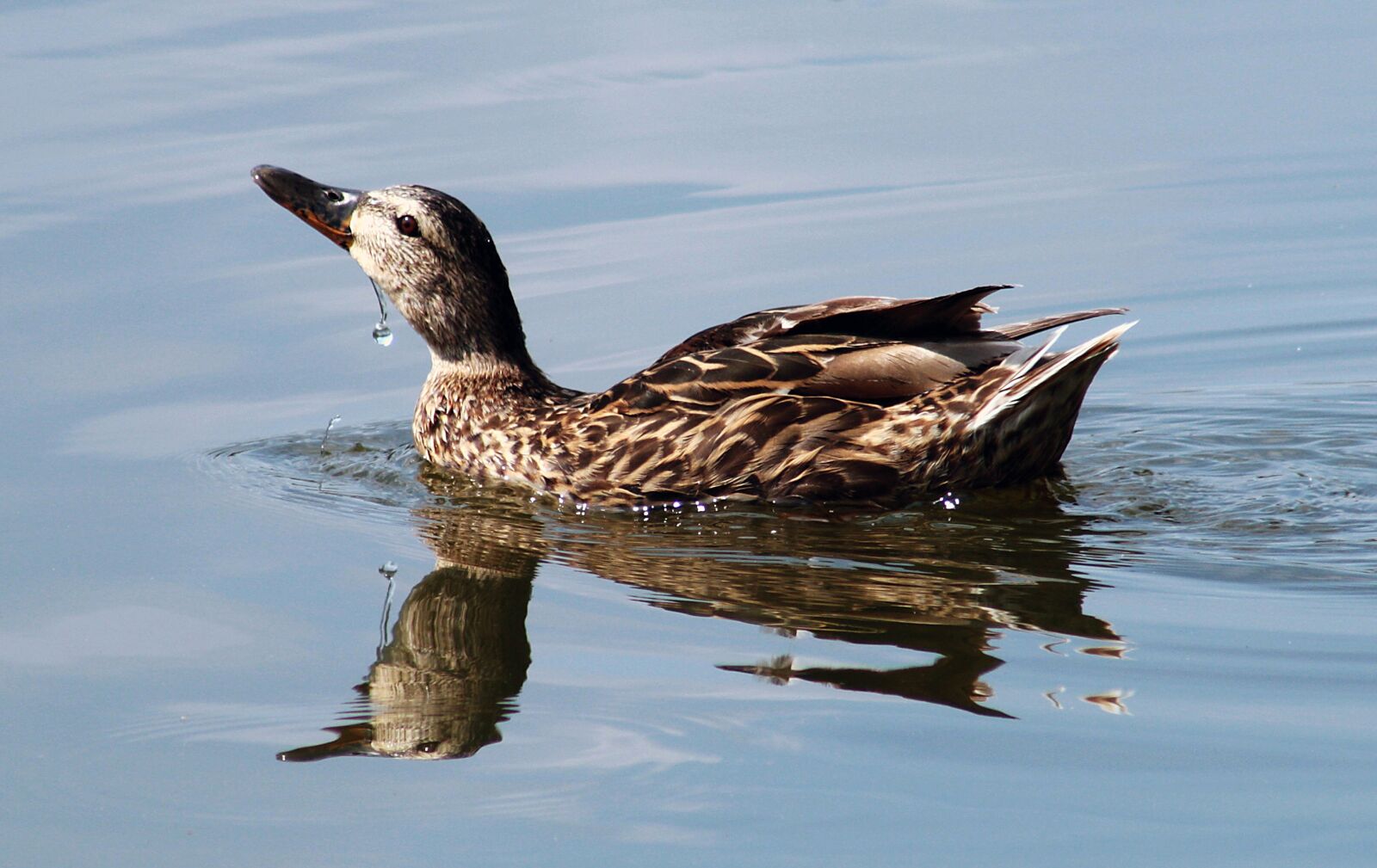 Canon EOS 1000D (EOS Digital Rebel XS / EOS Kiss F) sample photo. Duck, nature, lake photography