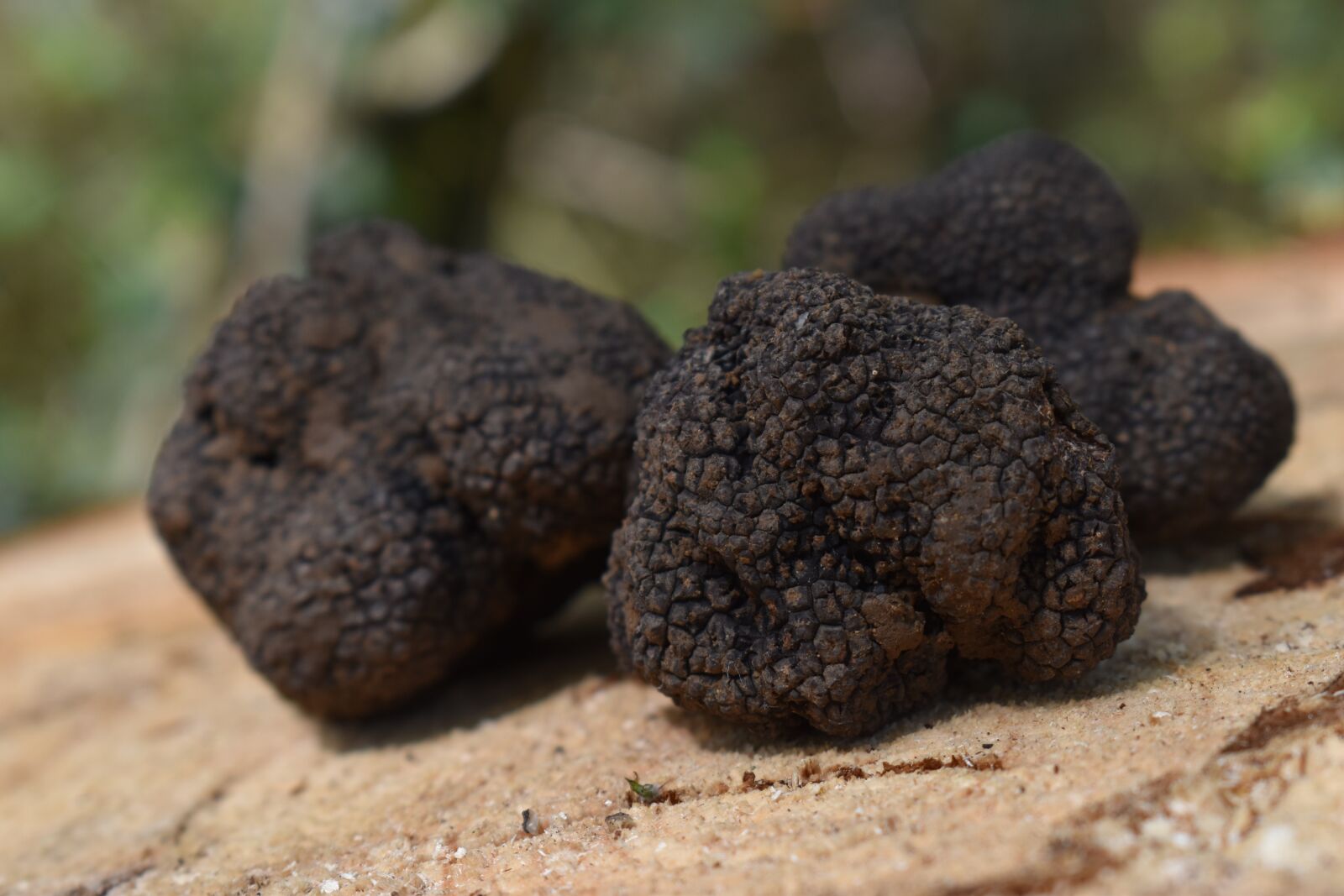 Nikon D5600 sample photo. Truffles, truffle, aestivum photography