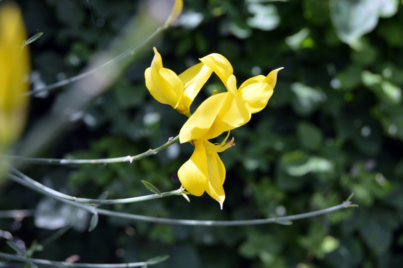 Nikon D3200 sample photo. Flower, yellow, nature photography