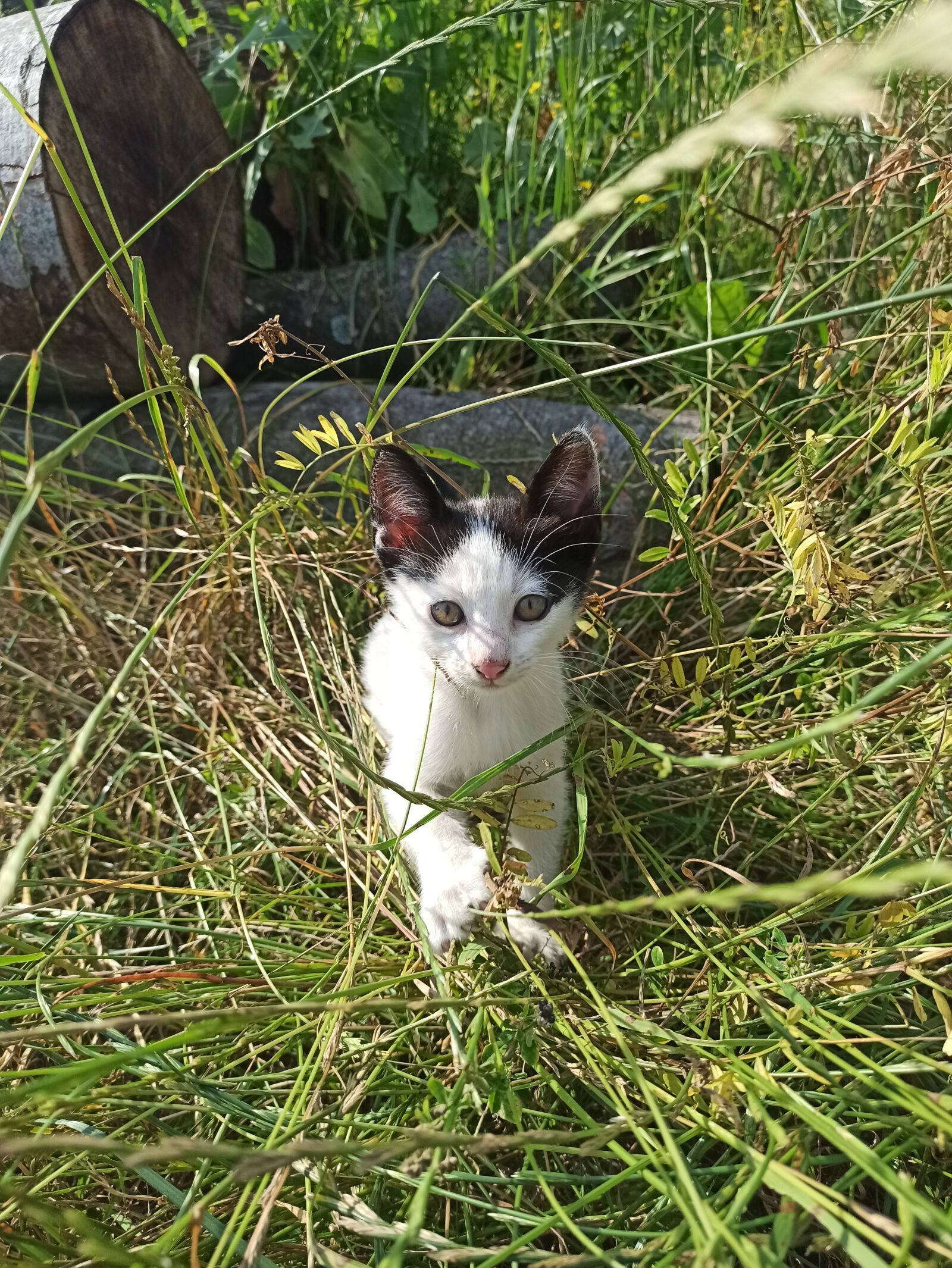 Xiaomi Redmi Note 8 Pro sample photo. Cat, feline, kitten photography