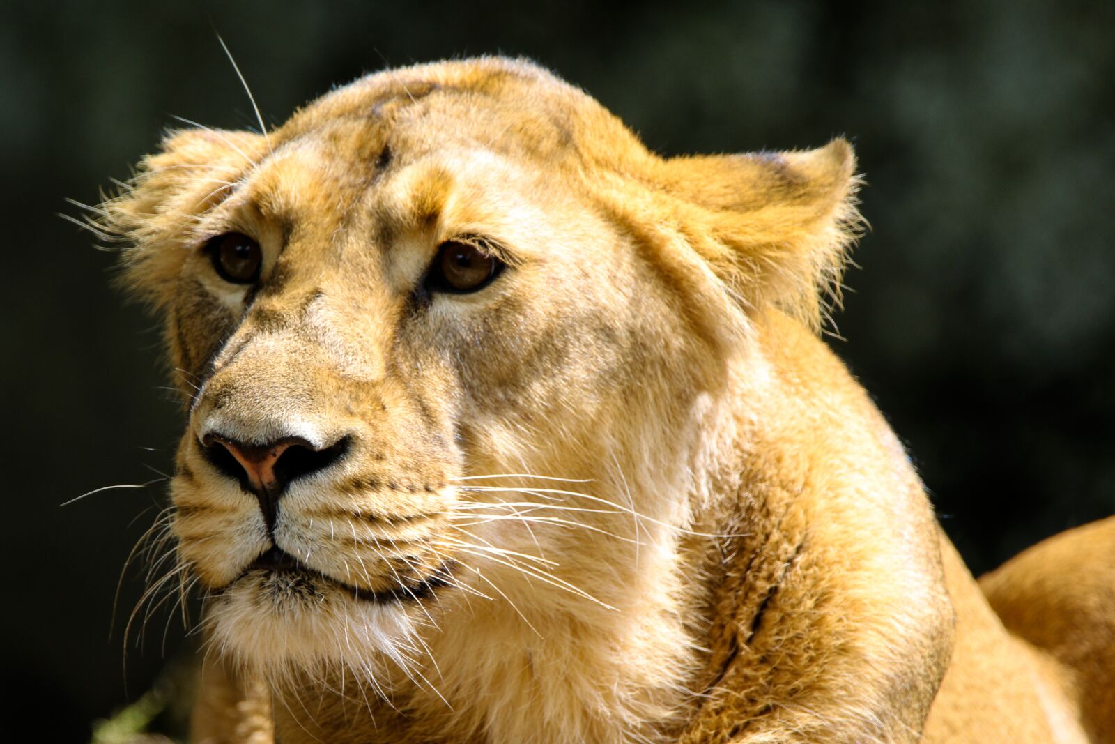 Canon EOS 70D sample photo. Animal world, predator, lion photography