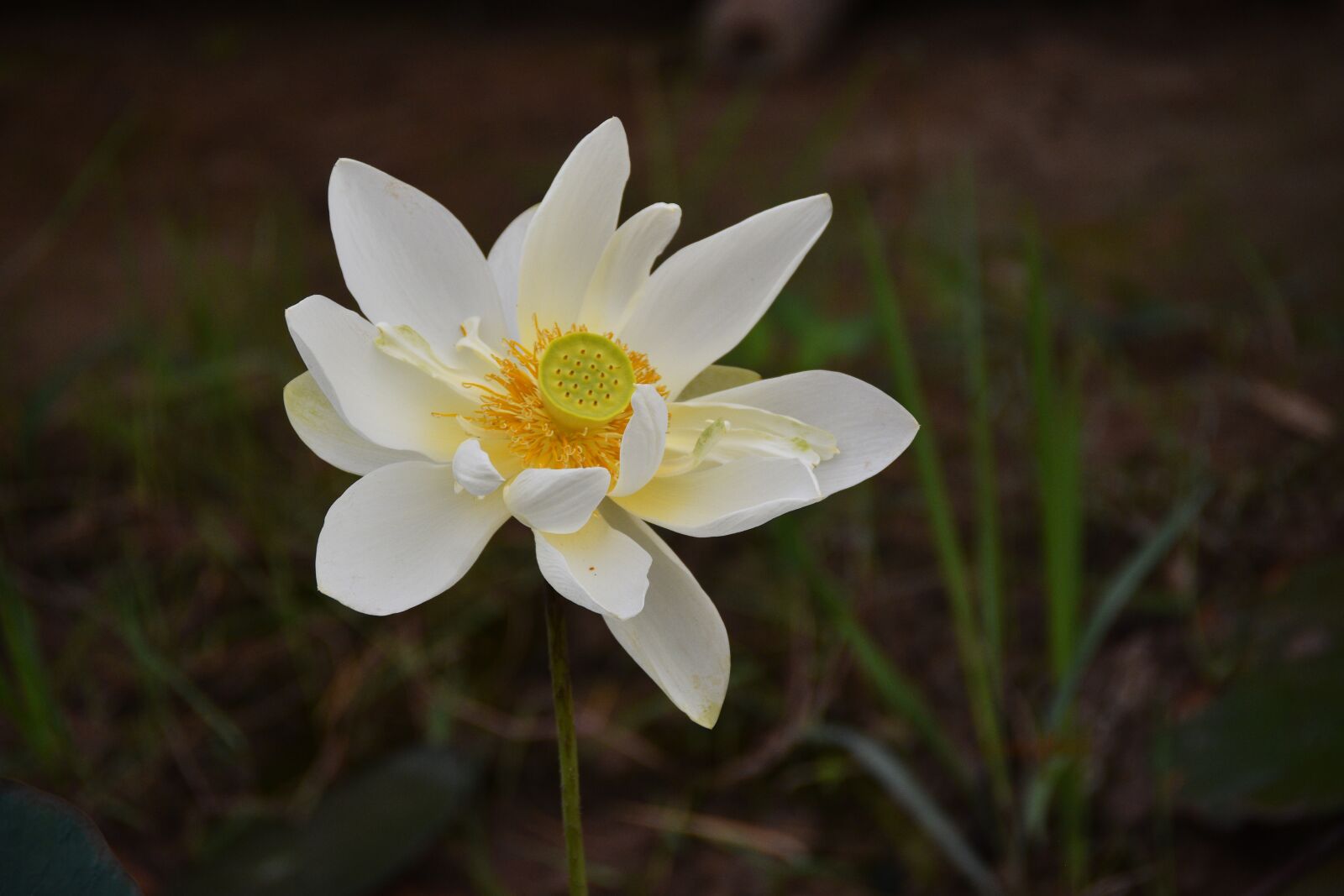 Nikon D7200 sample photo. Lotus, flower, lagoon photography