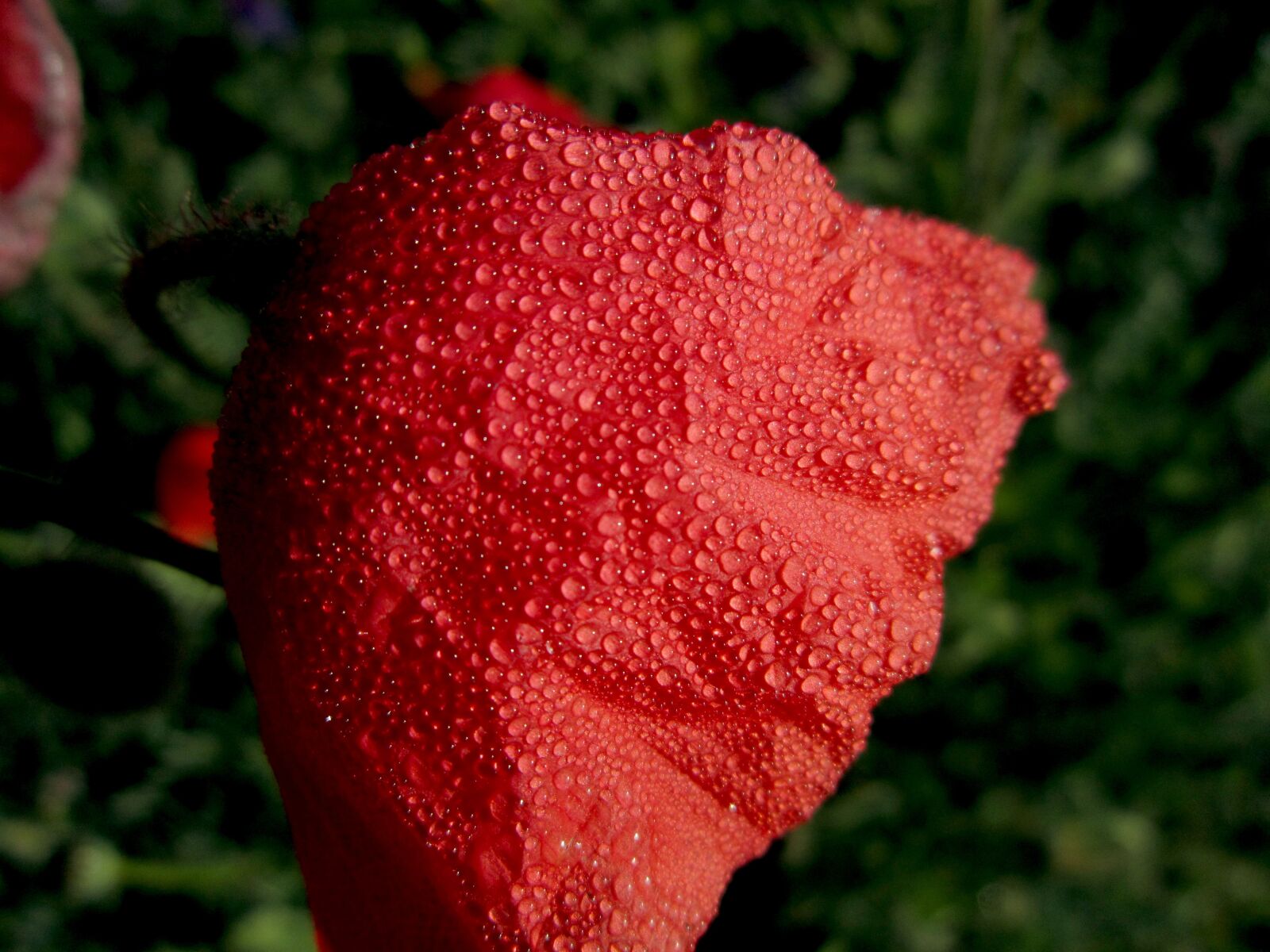 Canon PowerShot A3300 IS sample photo. Poppy, drops, water photography
