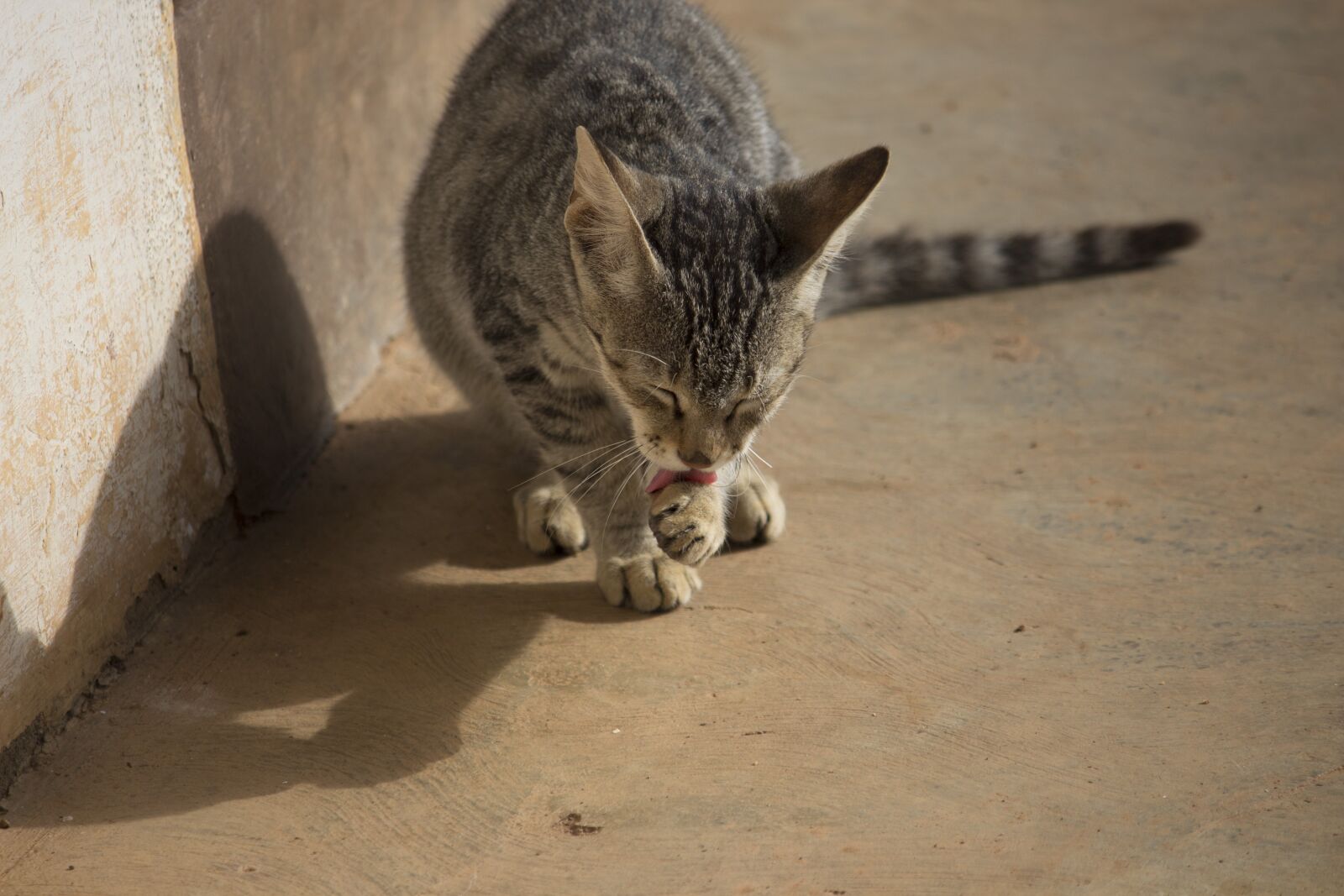 Canon EOS 700D (EOS Rebel T5i / EOS Kiss X7i) sample photo. Pet, cat, cute photography