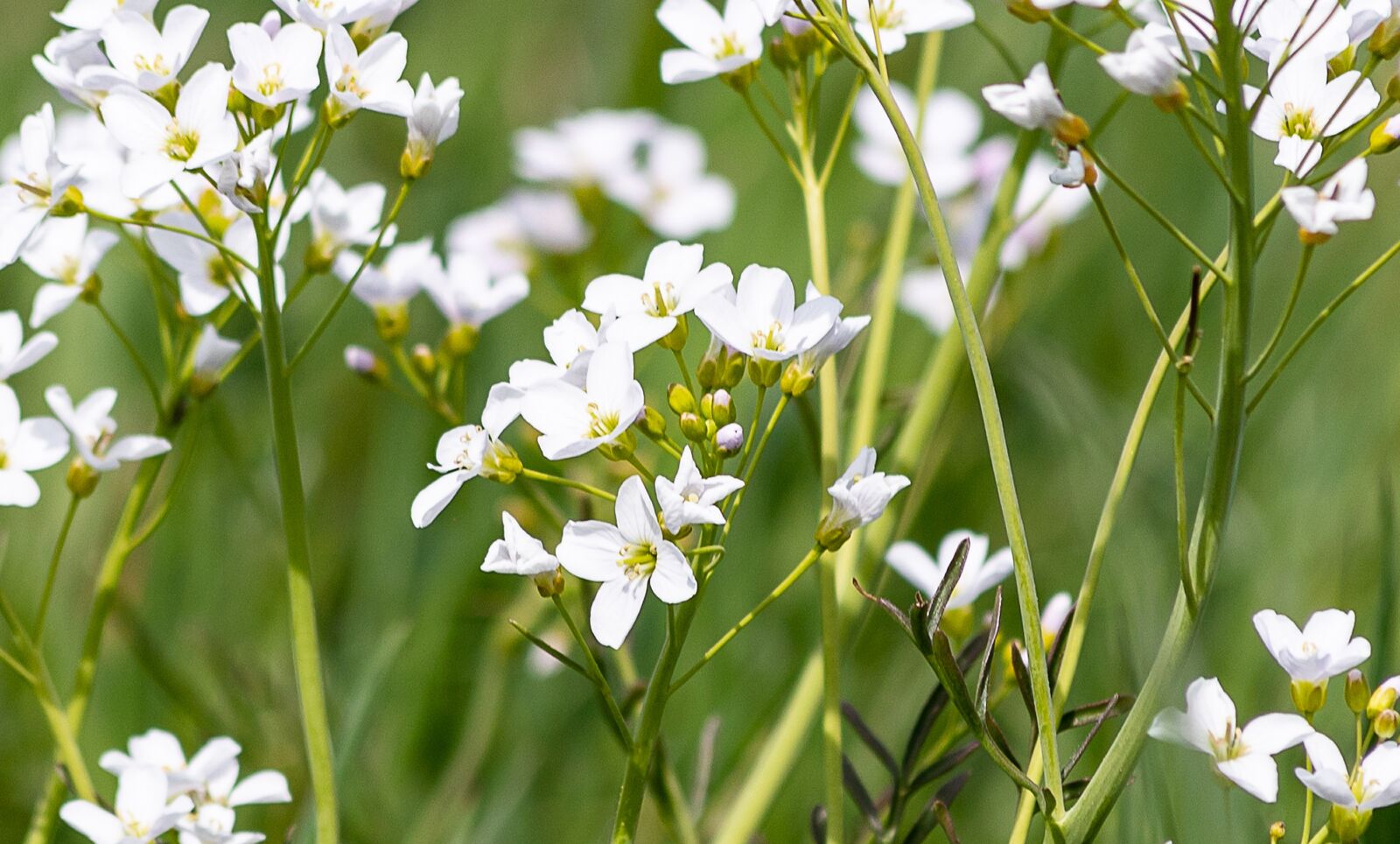 Canon EF 70-300mm F4-5.6 IS USM sample photo. Pointed flower, flower, flowers photography