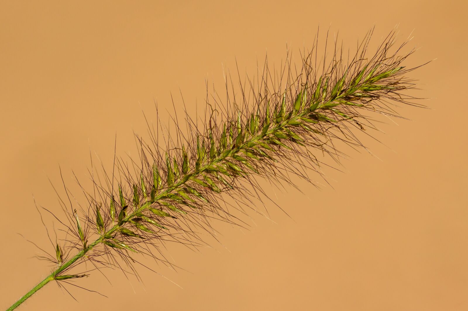 Nikon D800E sample photo. Grass, inflorescence, flower photography