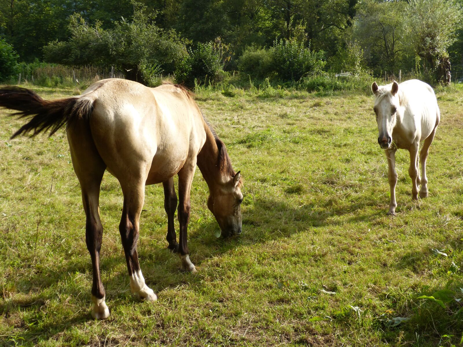 Panasonic DMC-FZ62 sample photo. Horses, grass, greenery photography