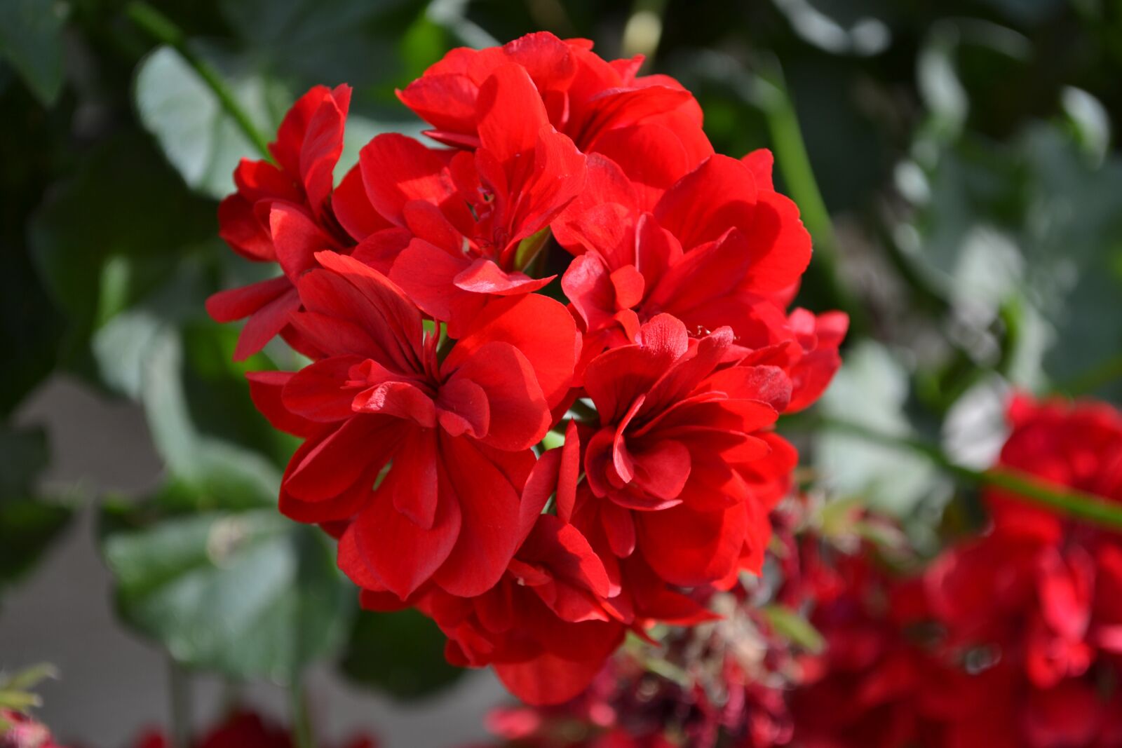Nikon D3100 sample photo. Flower, garden, flowers photography