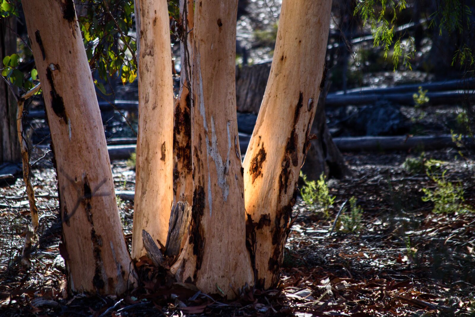 Nikon D3300 sample photo. Powder bark tree, australian photography