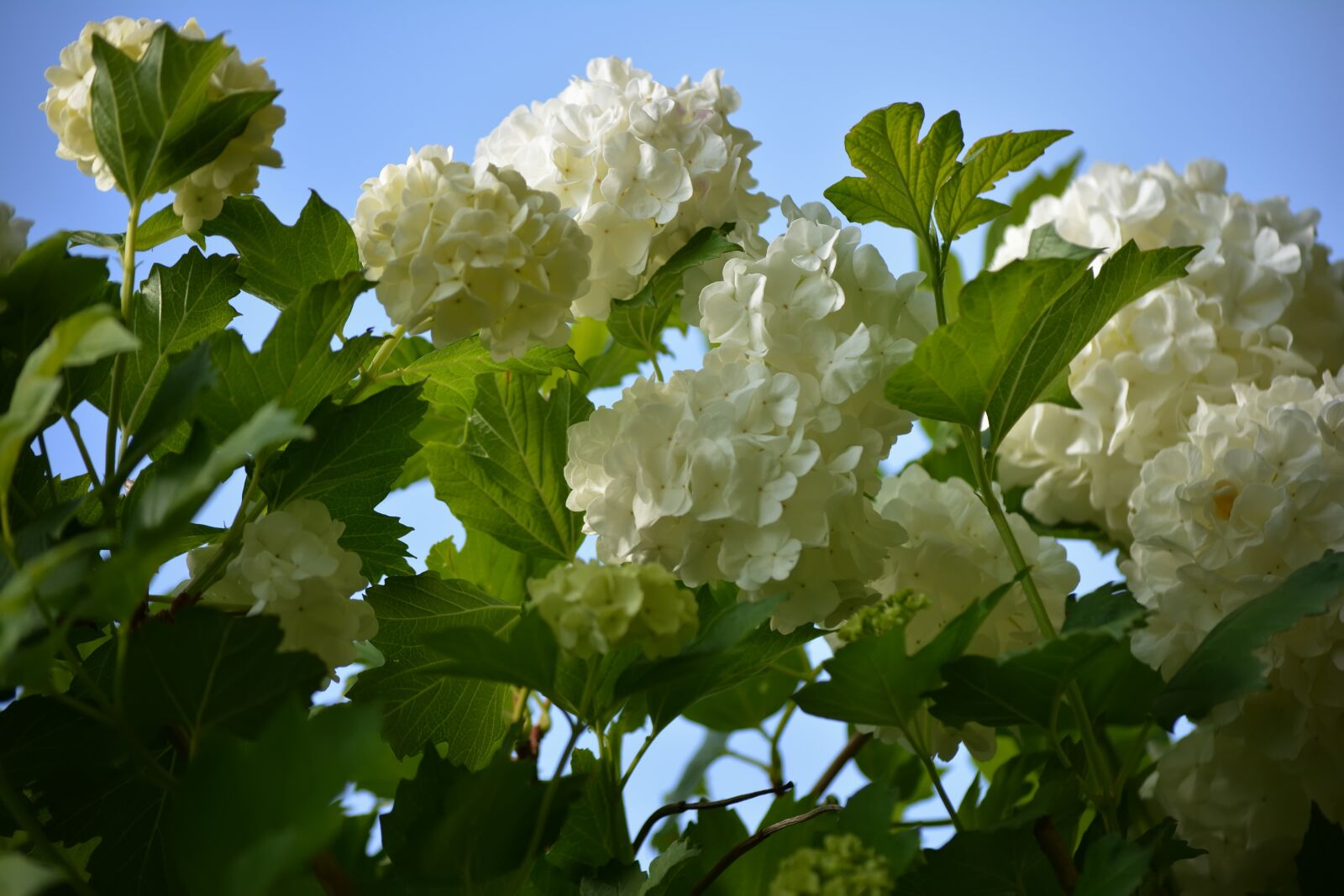Nikon D5200 sample photo. Buldenezh, spring, flowers photography