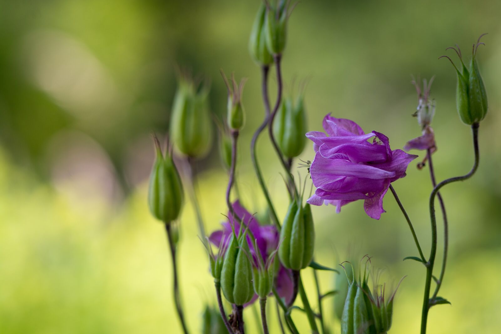 Nikon D7100 sample photo. Columbine, flower, purple photography