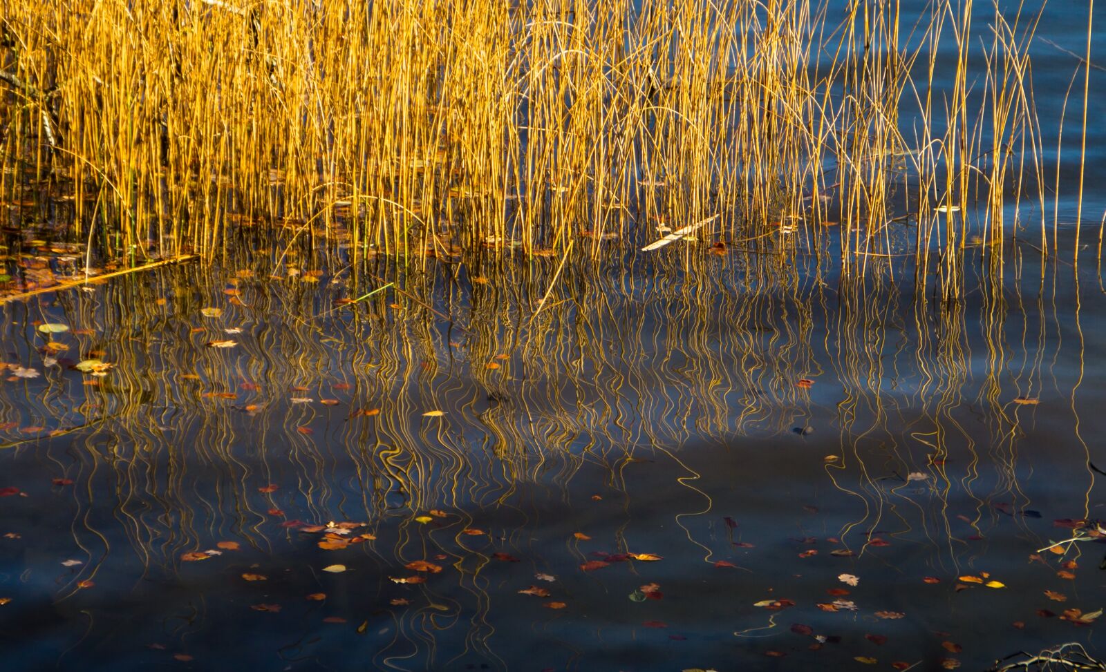 Canon EOS 7D sample photo. Reed, mirroring, water photography