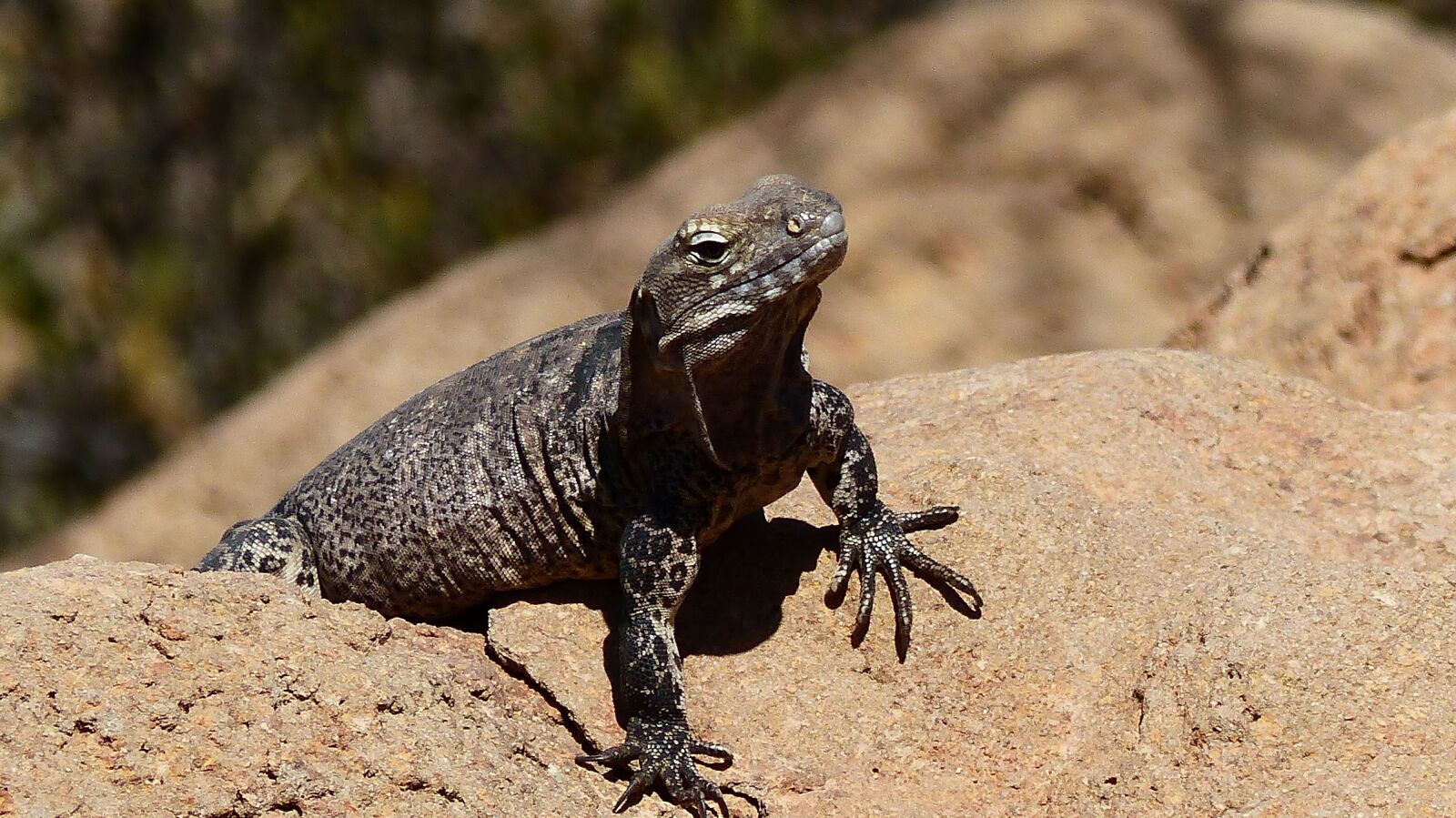 Panasonic Lumix DMC-FZ200 sample photo. Lizard, animal, reptile photography