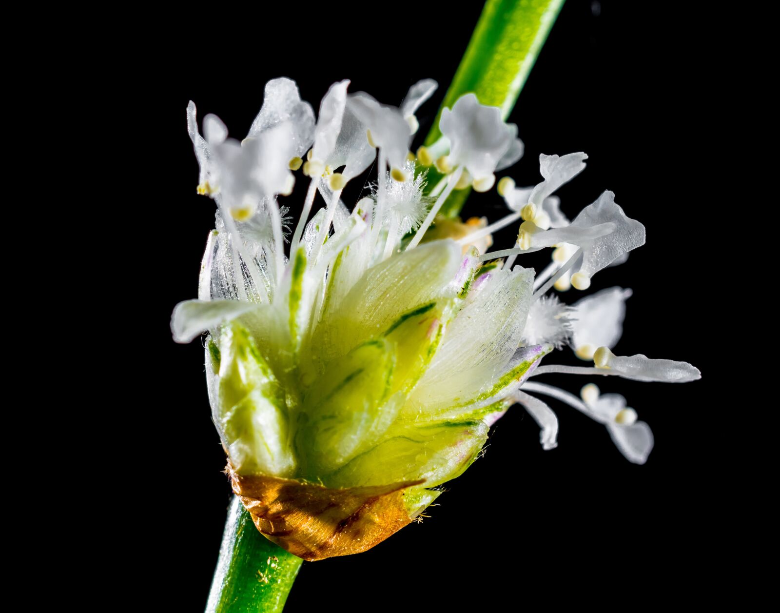 Nikon D5200 sample photo. Small flower, wild flower photography