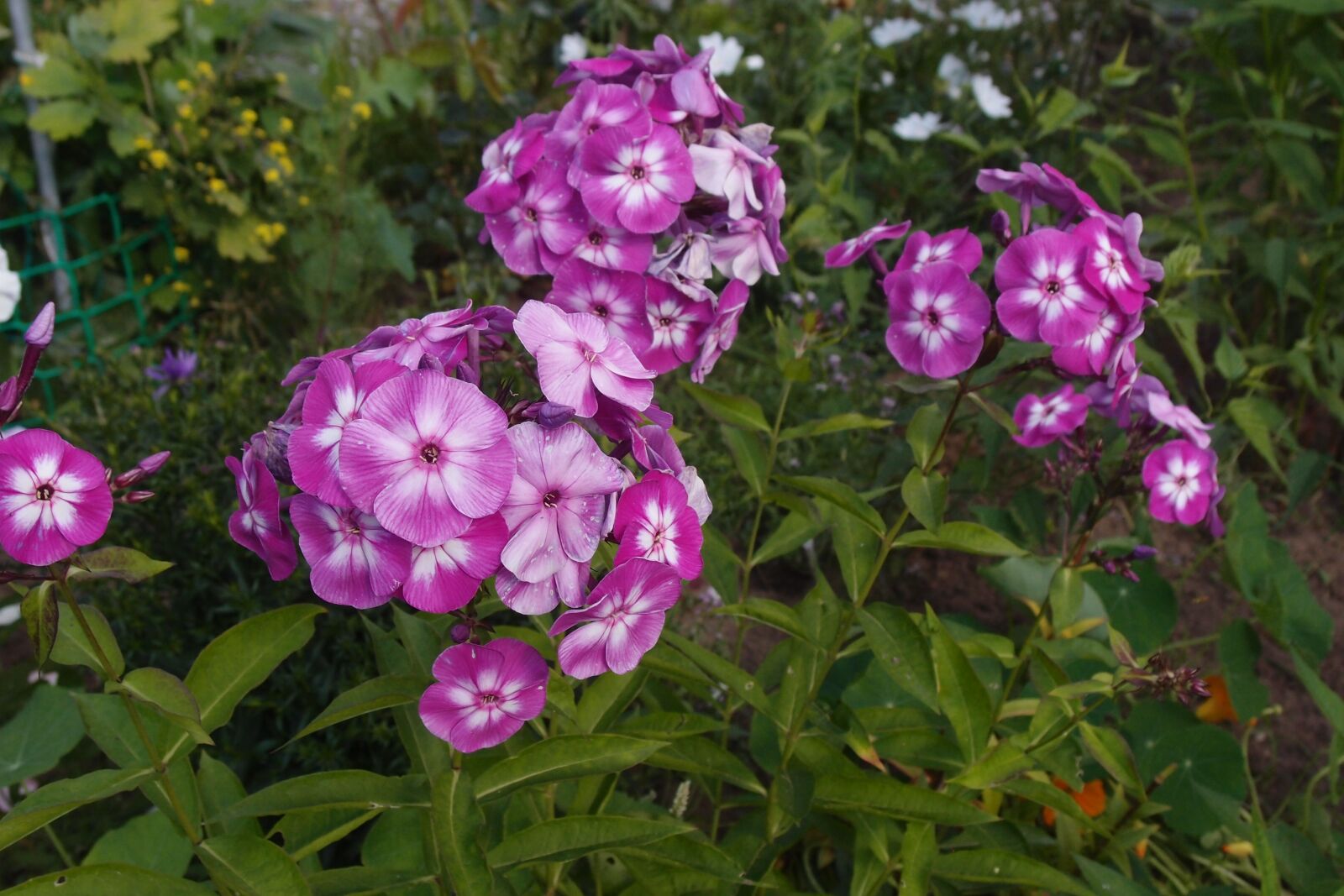 Olympus XZ-1 sample photo. Phlox, flower, garden photography