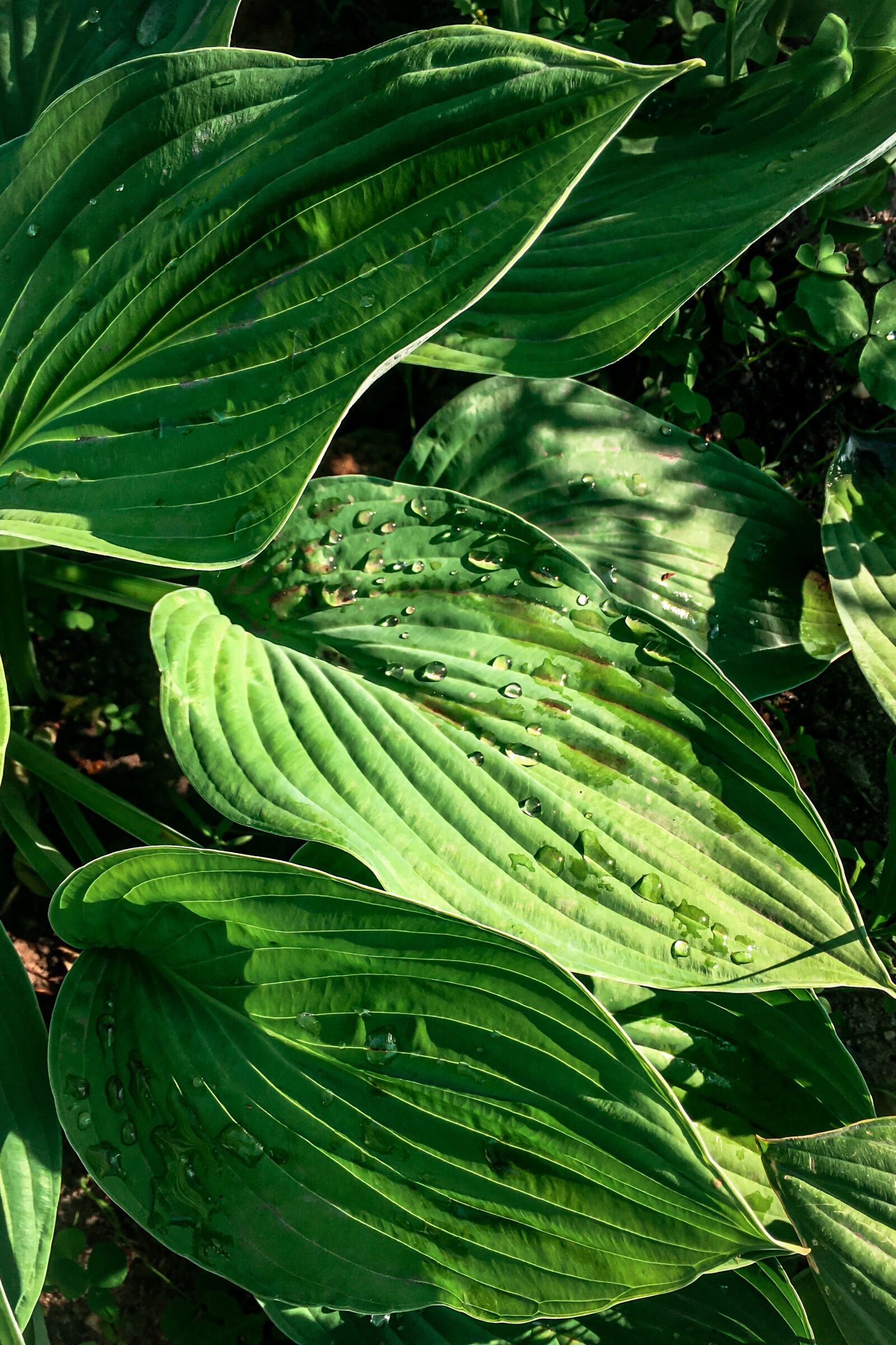 iPhone 6s Plus back camera 4.15mm f/2.2 sample photo. Rain, leaves, summer photography