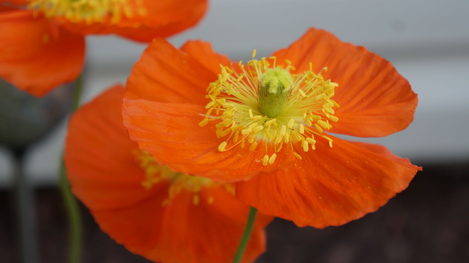 Sony Alpha a3000 + Sony E 18-55mm F3.5-5.6 OSS sample photo. Flower, poppy, petal photography