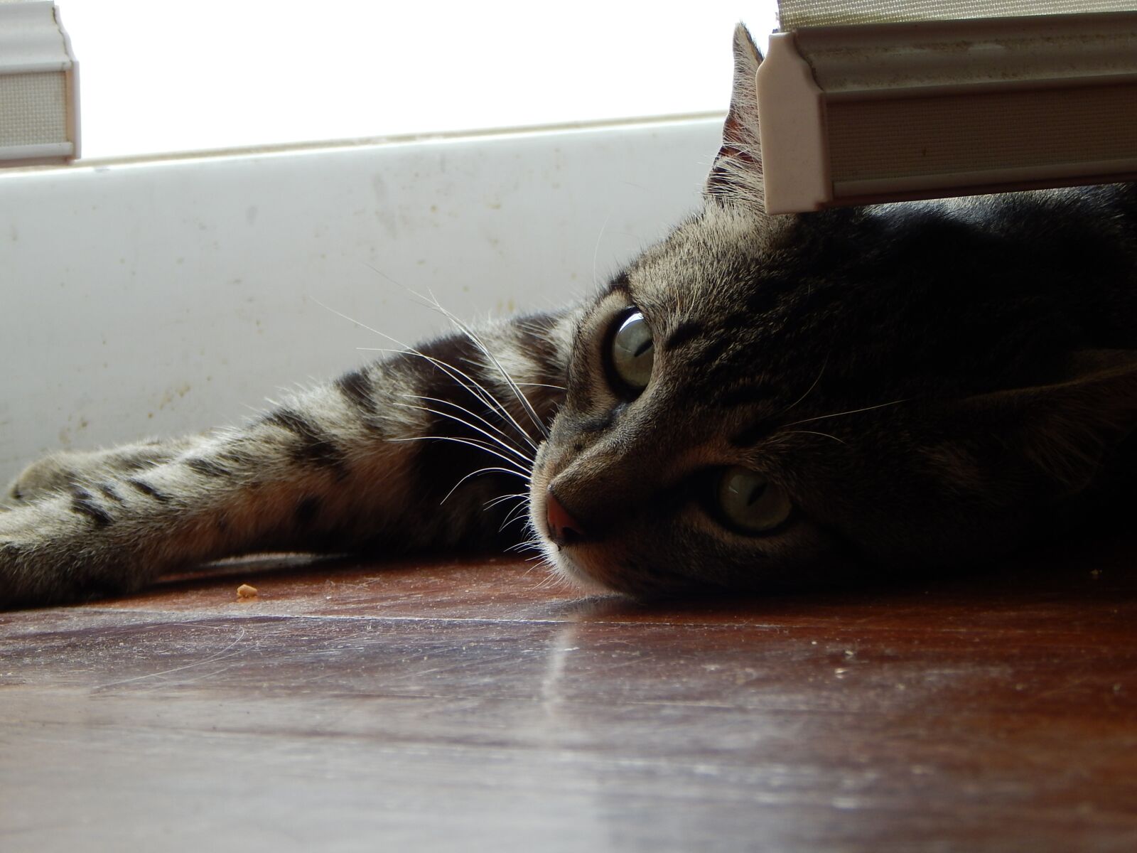 Nikon Coolpix L830 sample photo. Pet, cat, rest photography