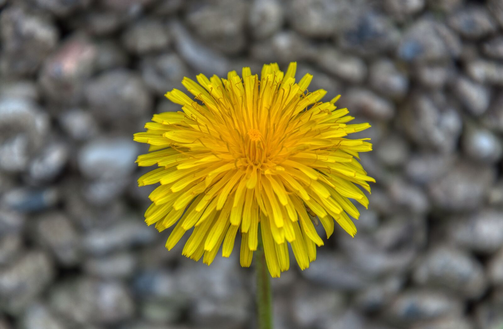 Nikon D5000 sample photo. Dandelion, blossom, bloom photography