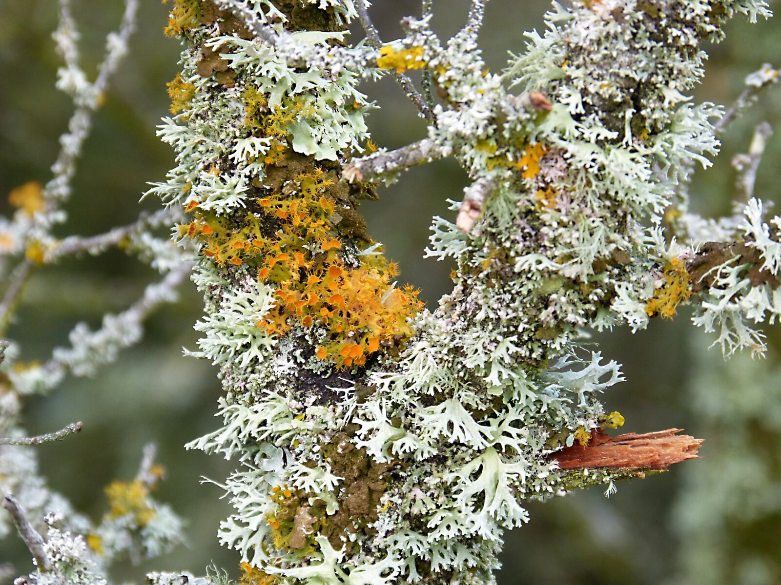 Panasonic DMC-FZ62 sample photo. Branch, moss, lichen photography