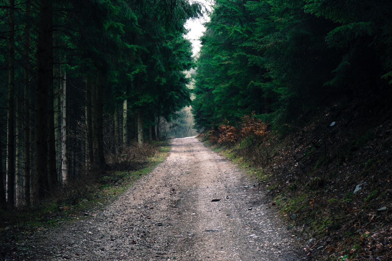 Nikon D3200 sample photo. Road, tree, wood photography