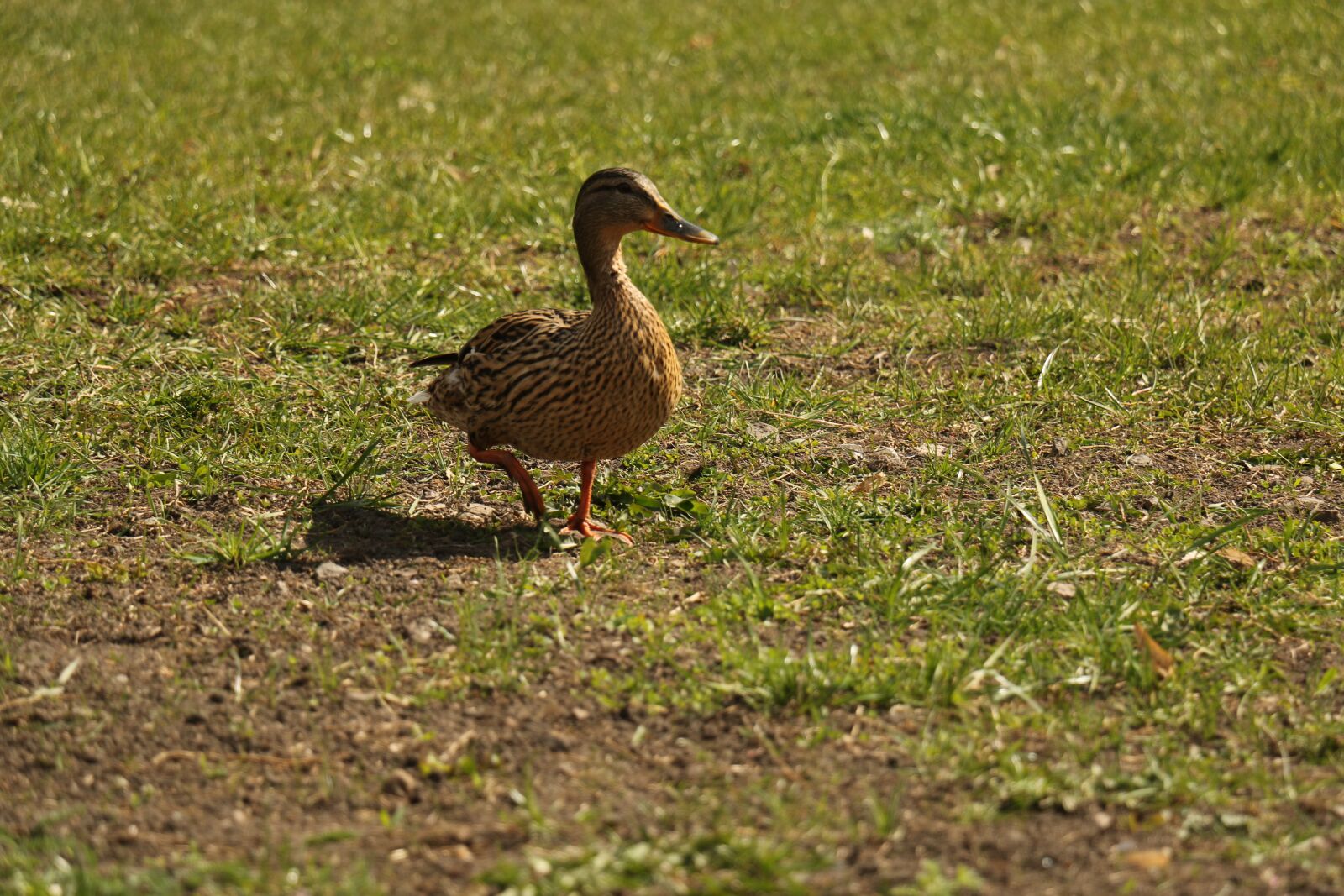Canon EOS 70D sample photo. Wild duck, wildlife, park photography