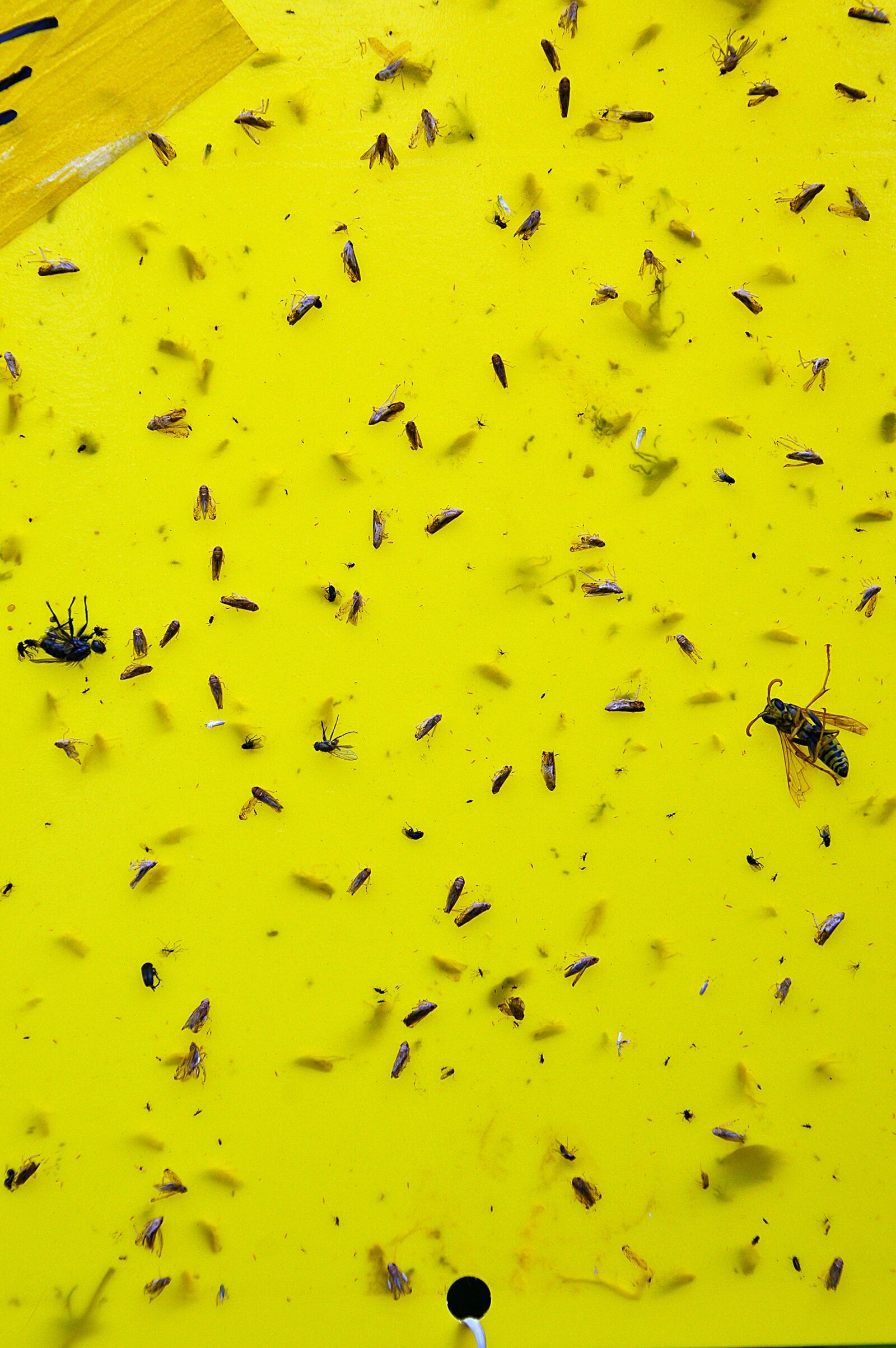 Nikon D3200 sample photo. Insects, yellow, nature photography