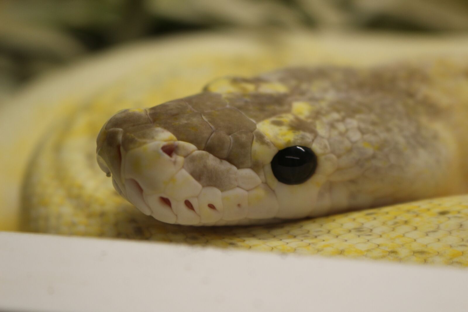 Canon EOS 100D (EOS Rebel SL1 / EOS Kiss X7) sample photo. Snake, yellow, reptile photography