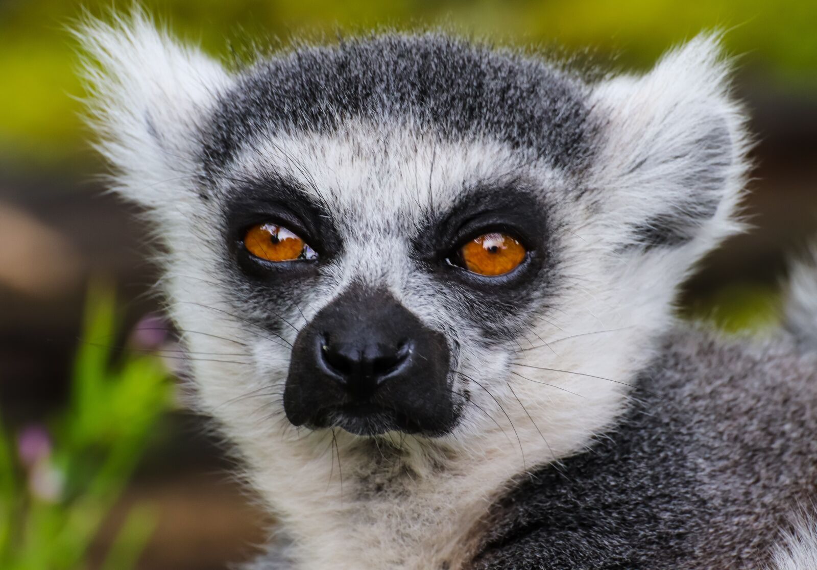 Canon EOS 800D (EOS Rebel T7i / EOS Kiss X9i) sample photo. Monkey, lemur, ring tailed photography