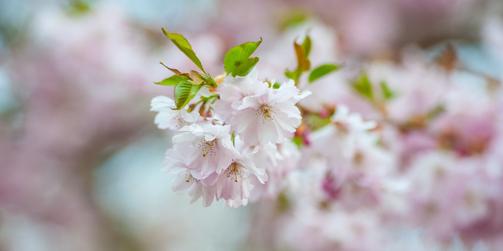 Nikon D700 sample photo. Cherry blossom, nature, spring photography