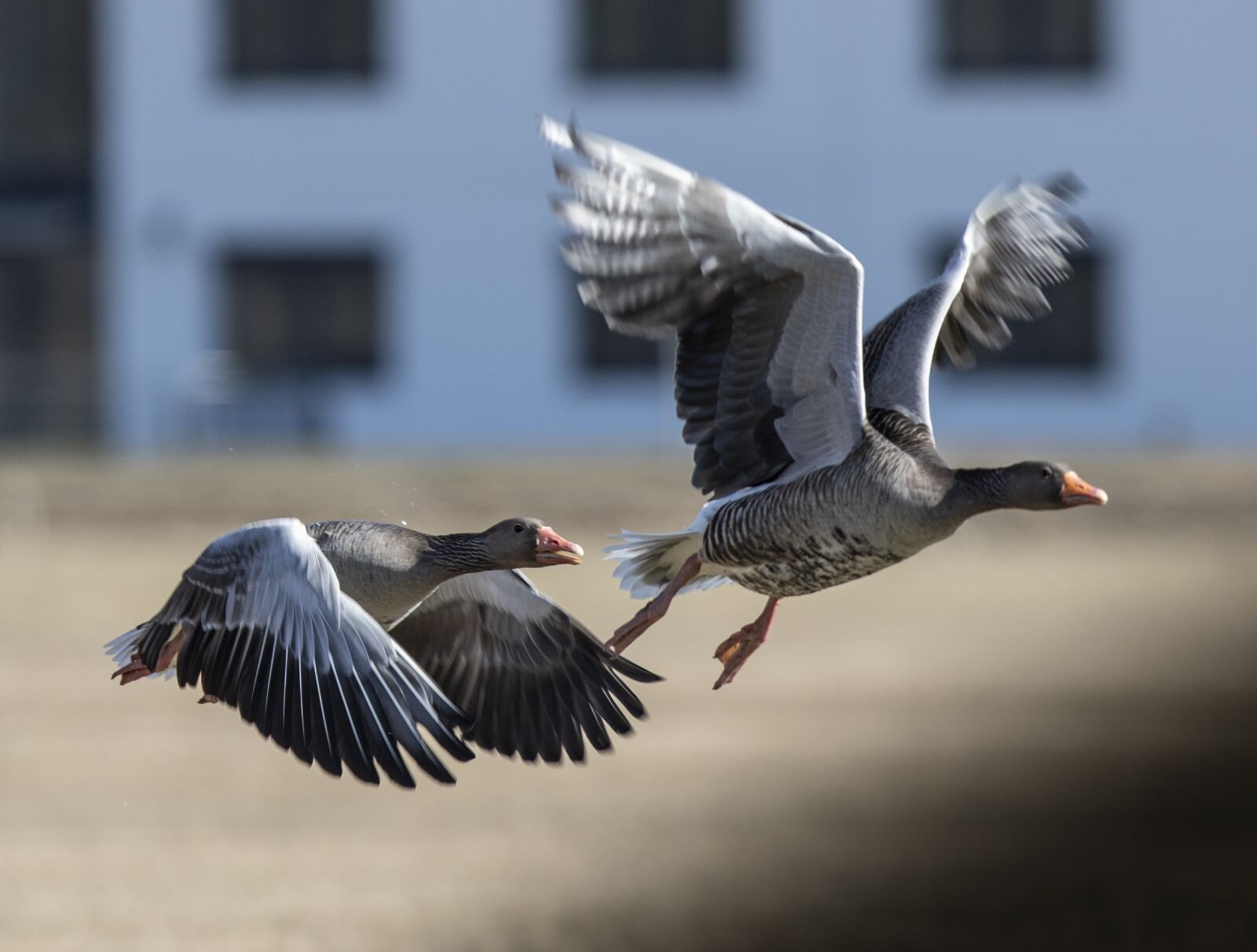 Canon EF 300mm F2.8L IS USM sample photo. Muscovy ducks, ducks, canard photography