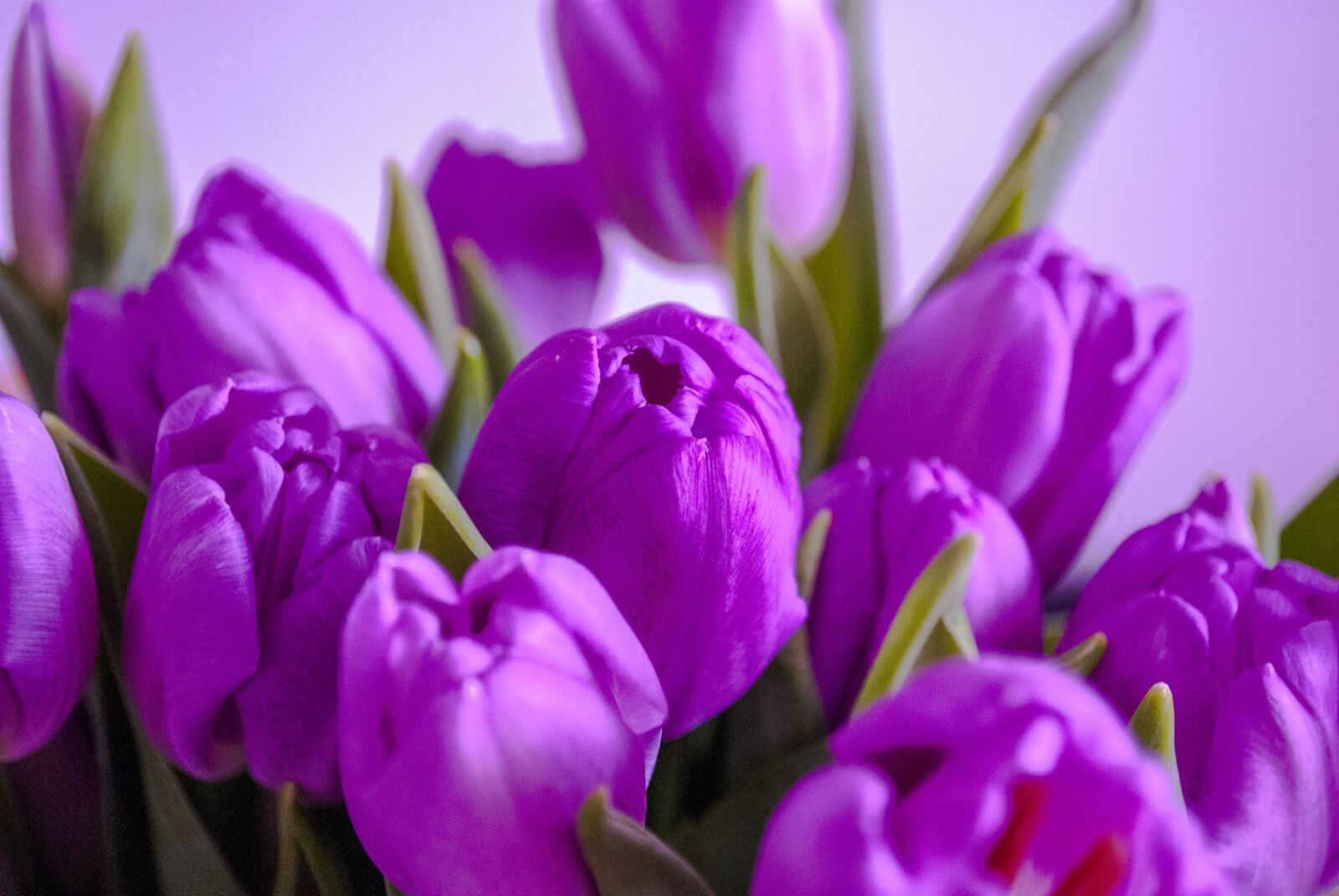 Nikon D60 sample photo. Tulips, flowers, purple photography