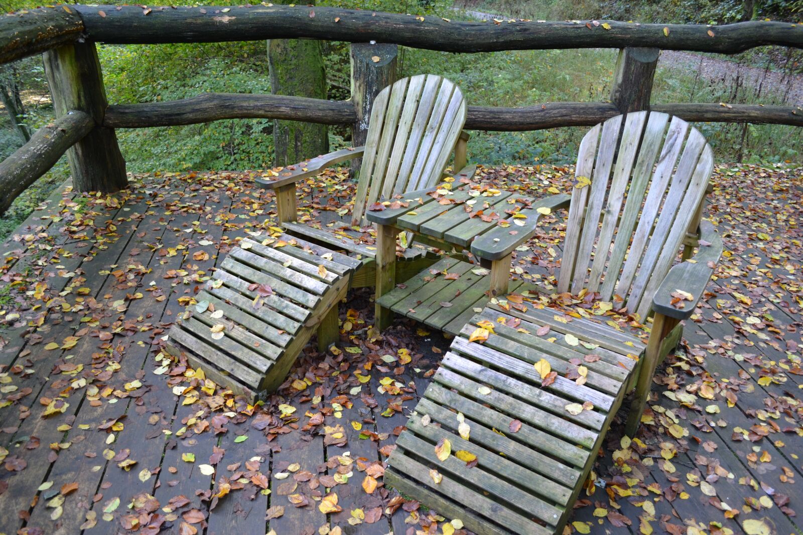 Nikon D3100 sample photo. Relax, rest, forest photography