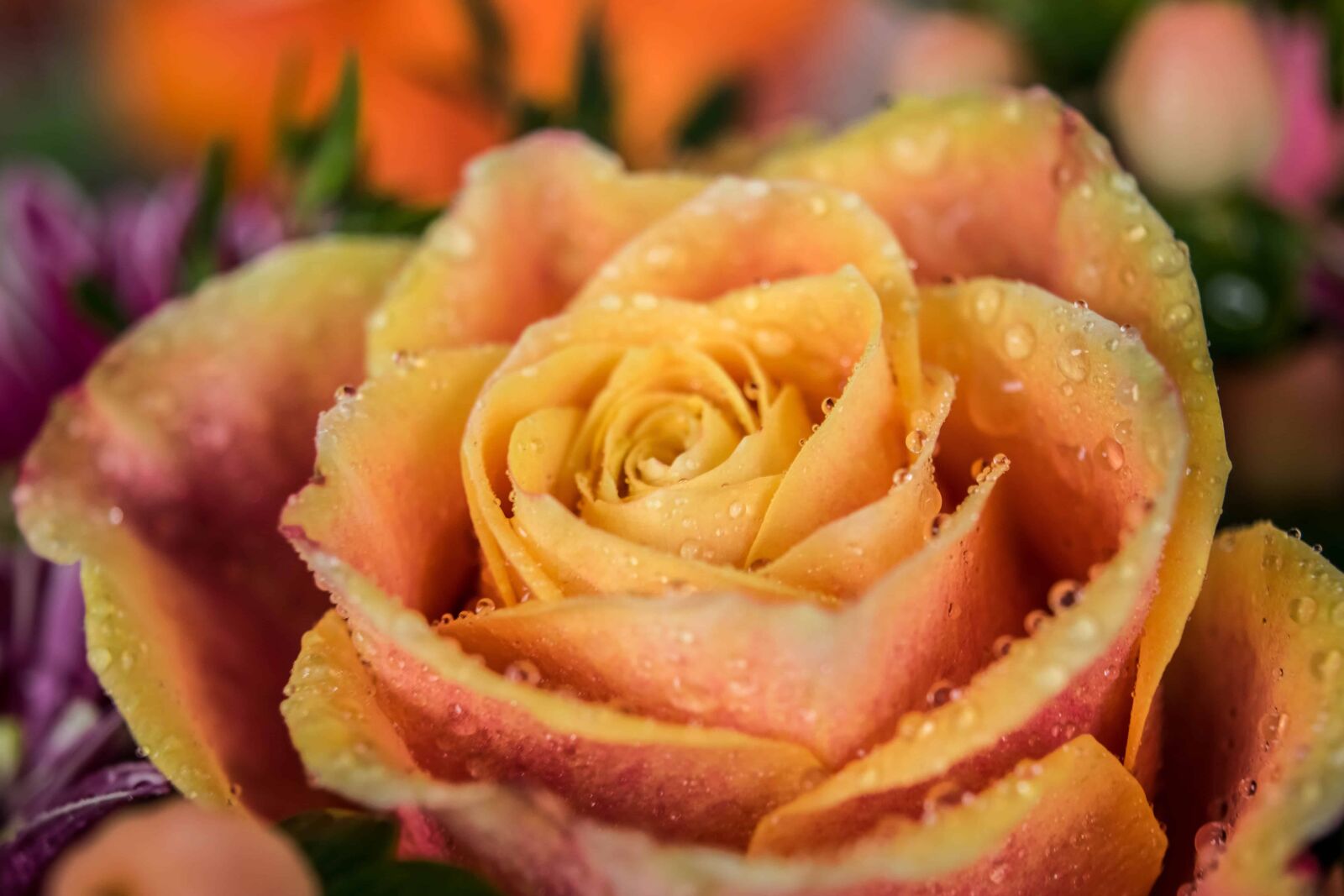 Nikon D3300 sample photo. Dew, macro, flower, rose photography
