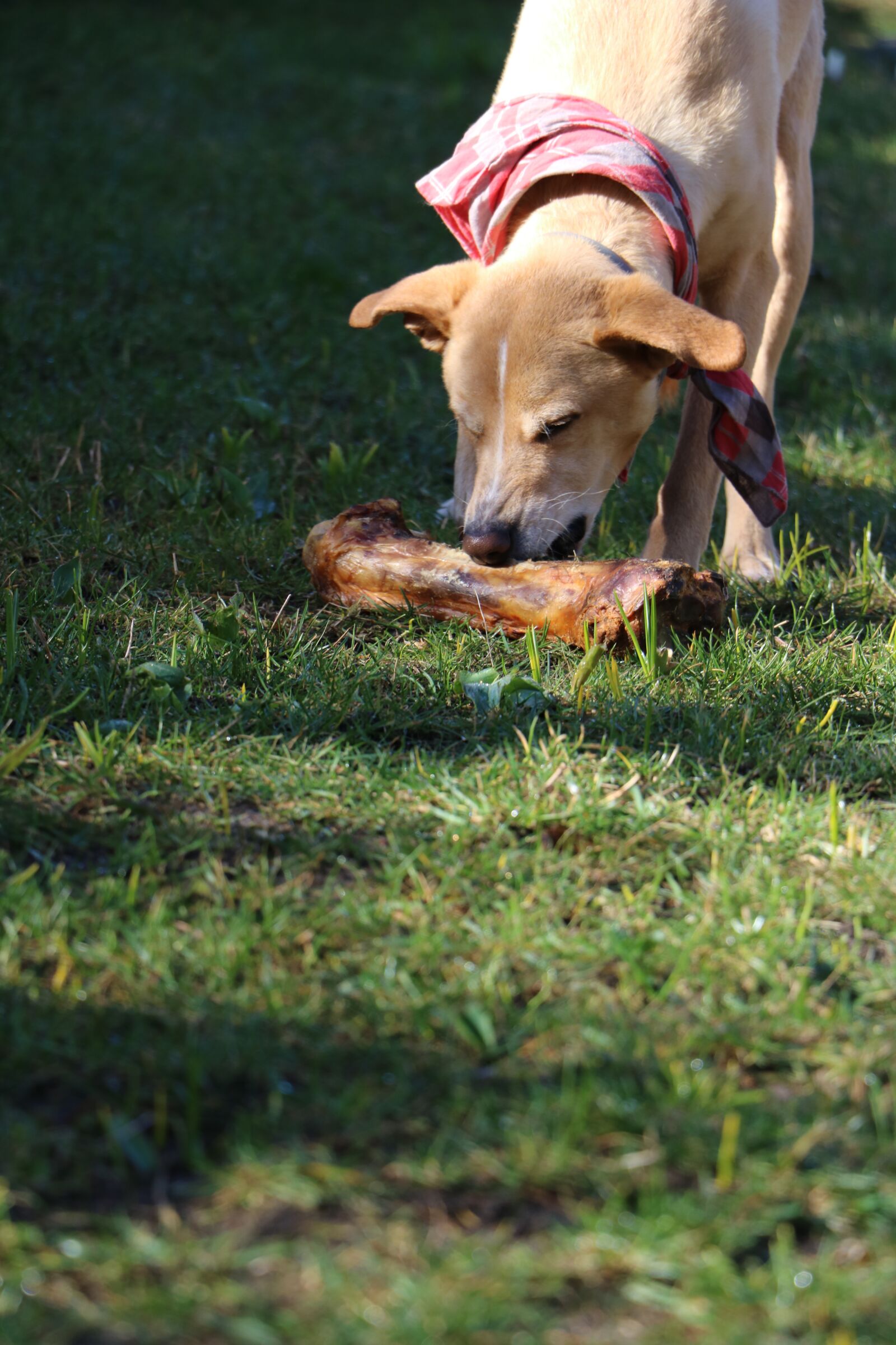 Canon EOS 750D (EOS Rebel T6i / EOS Kiss X8i) sample photo. Dog, bone, meadow photography