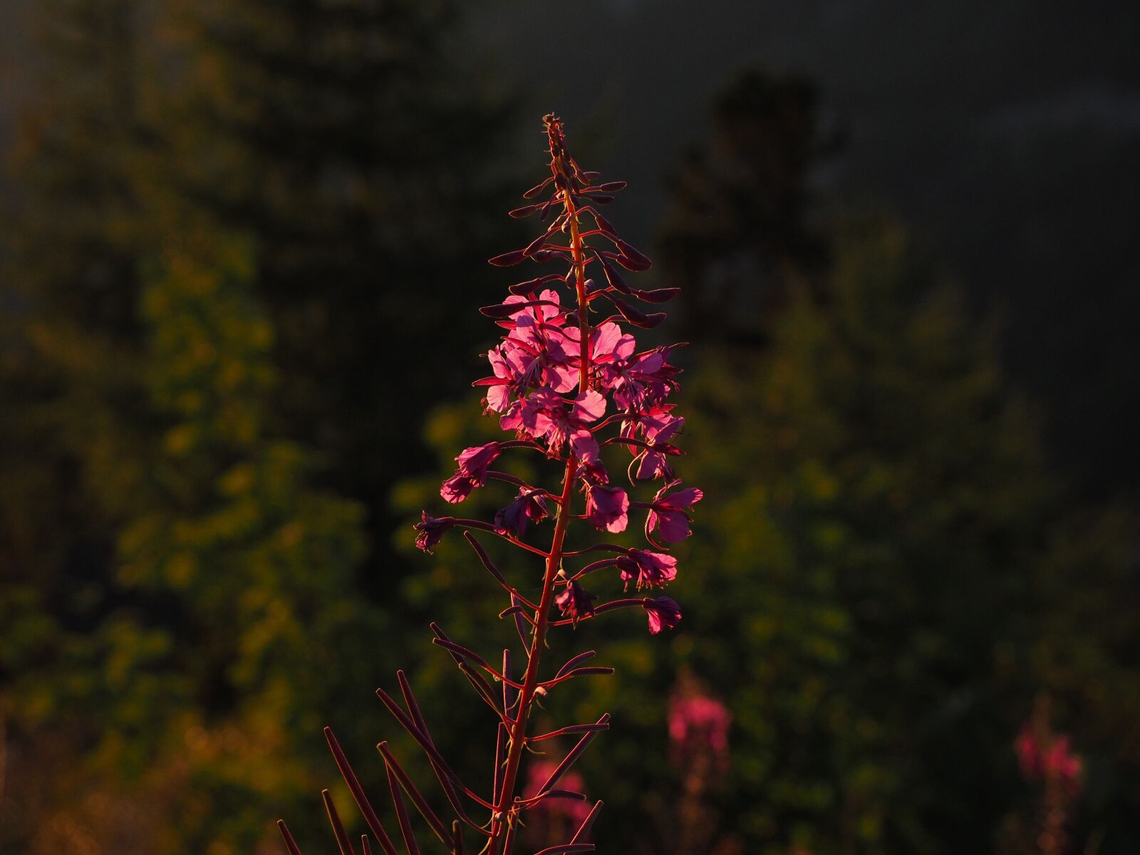Olympus OM-D E-M1 + Olympus M.Zuiko Digital ED 12-40mm F2.8 Pro sample photo. Epilobium angustifolium, flower, blossom photography