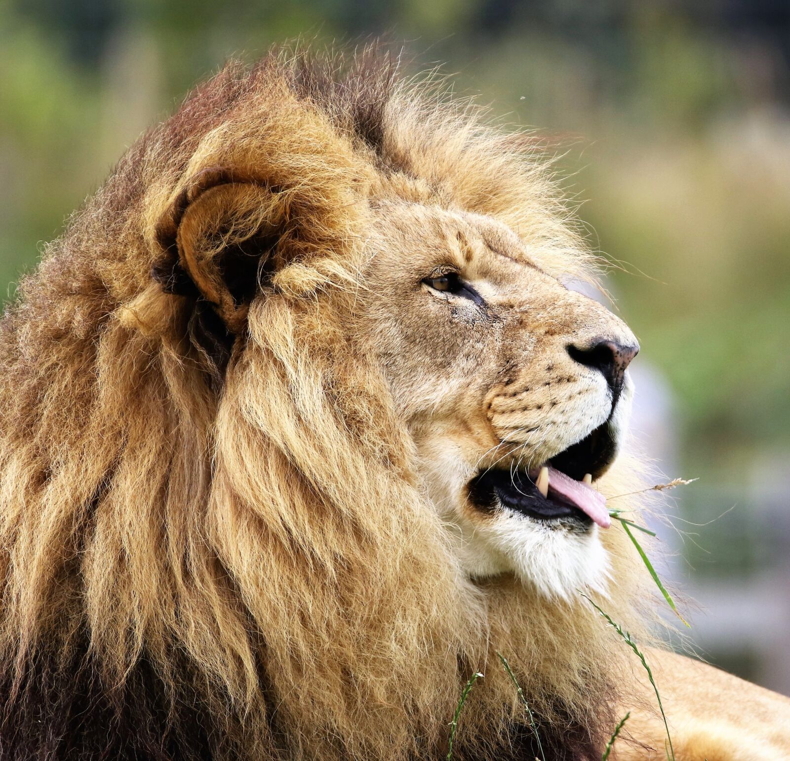 Canon EOS 7D Mark II sample photo. Lion, big cat, wildlife photography