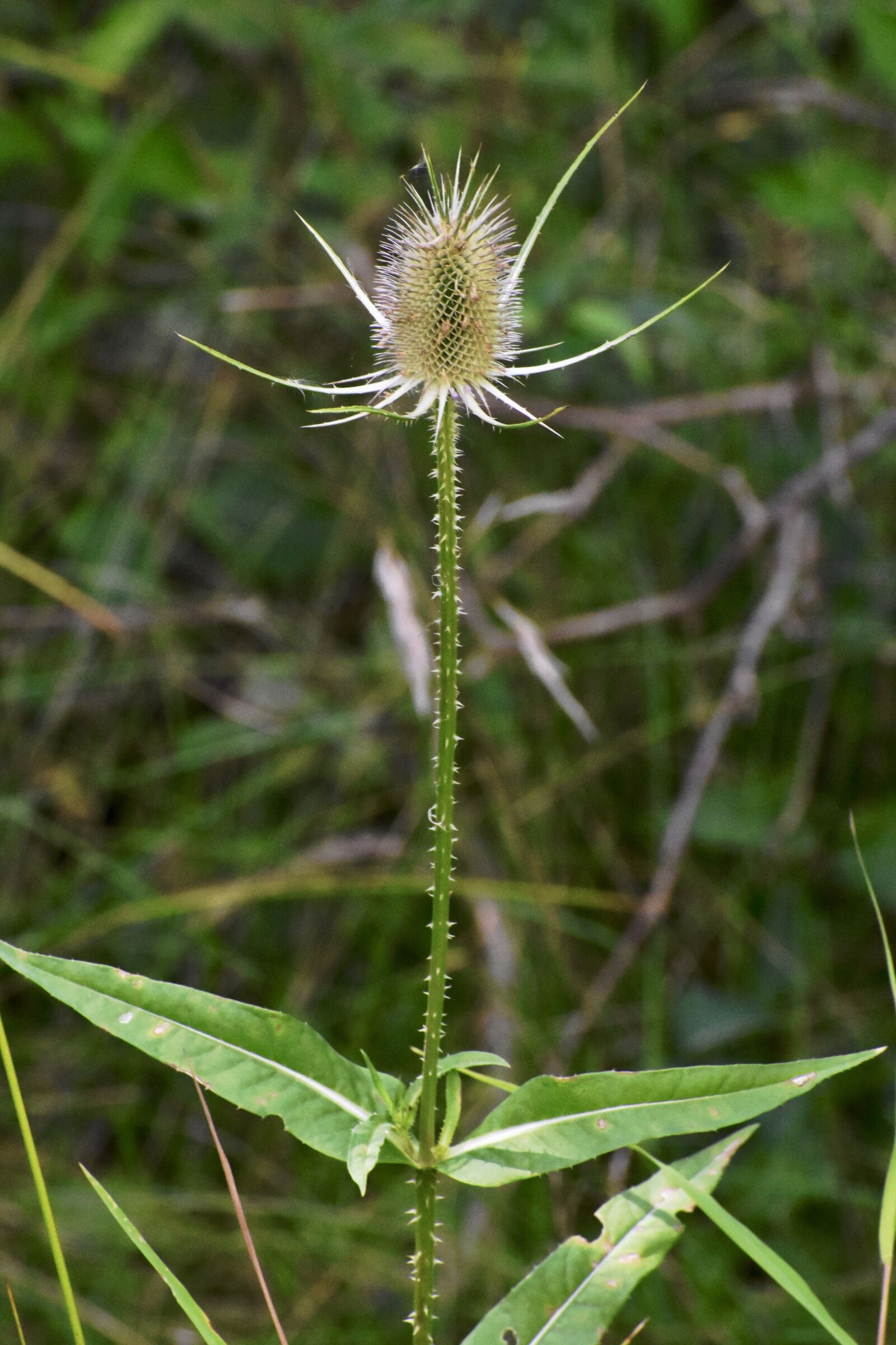 Nikon D3400 sample photo. Thistle, dry, weed photography