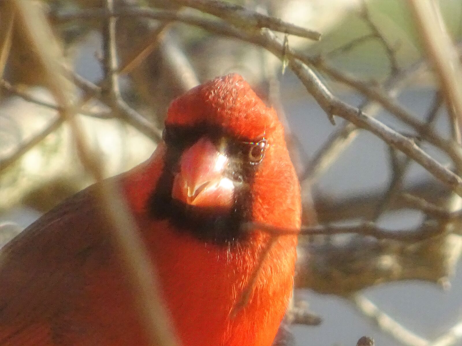 Sony DSC-HX60V sample photo. Bird, cardinal, red, bird photography