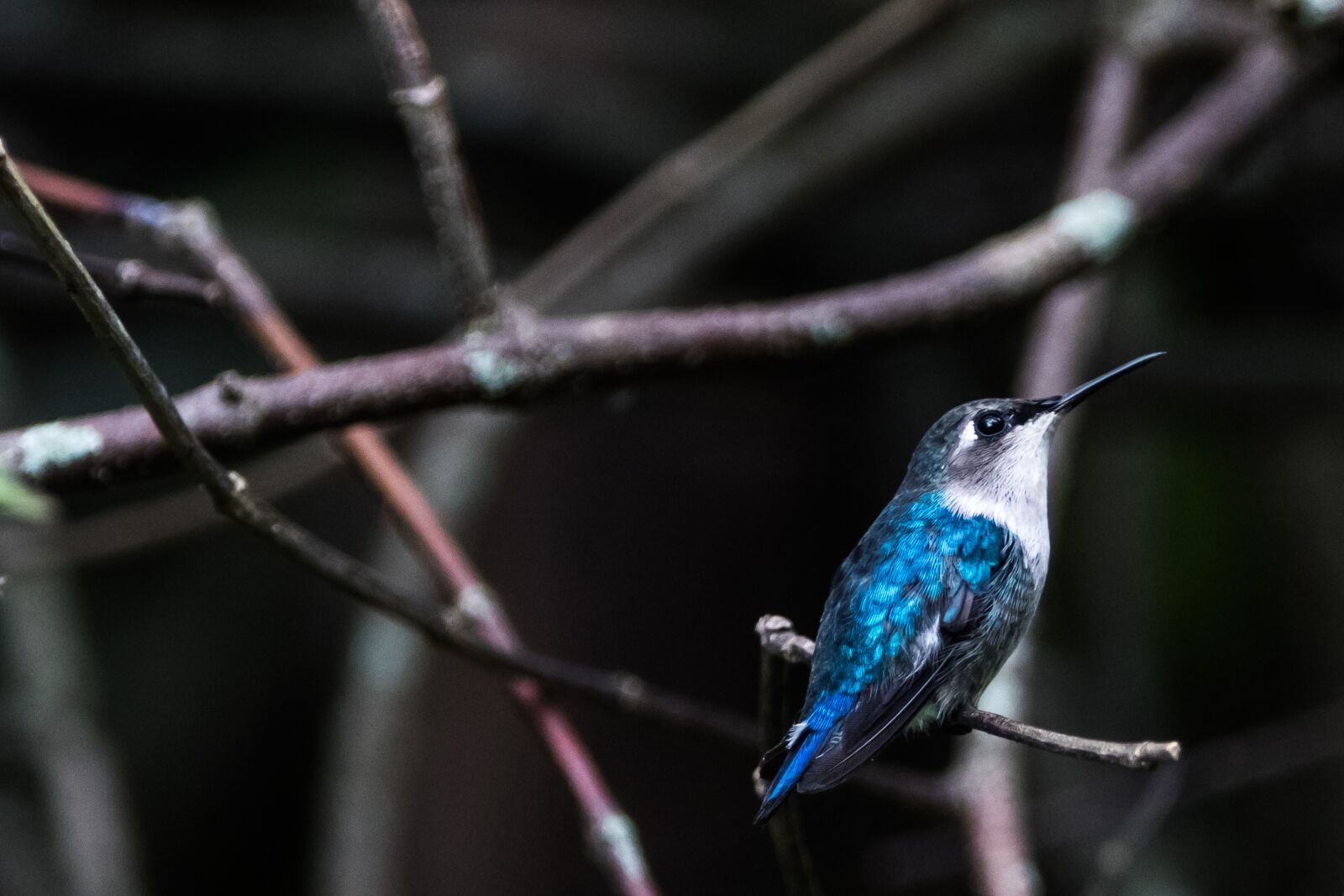 Canon EF 70-200mm F2.8L IS USM sample photo. Cuba, cienaga de zapata photography